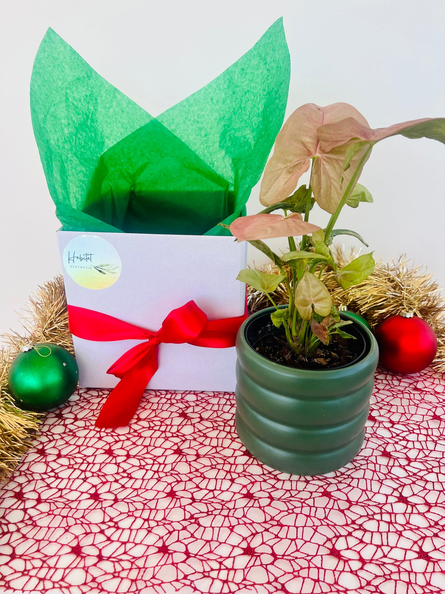 Pink Syngonium Neon Robusta Indoor Plant in Green Ceramic Pot Christmas Gift 