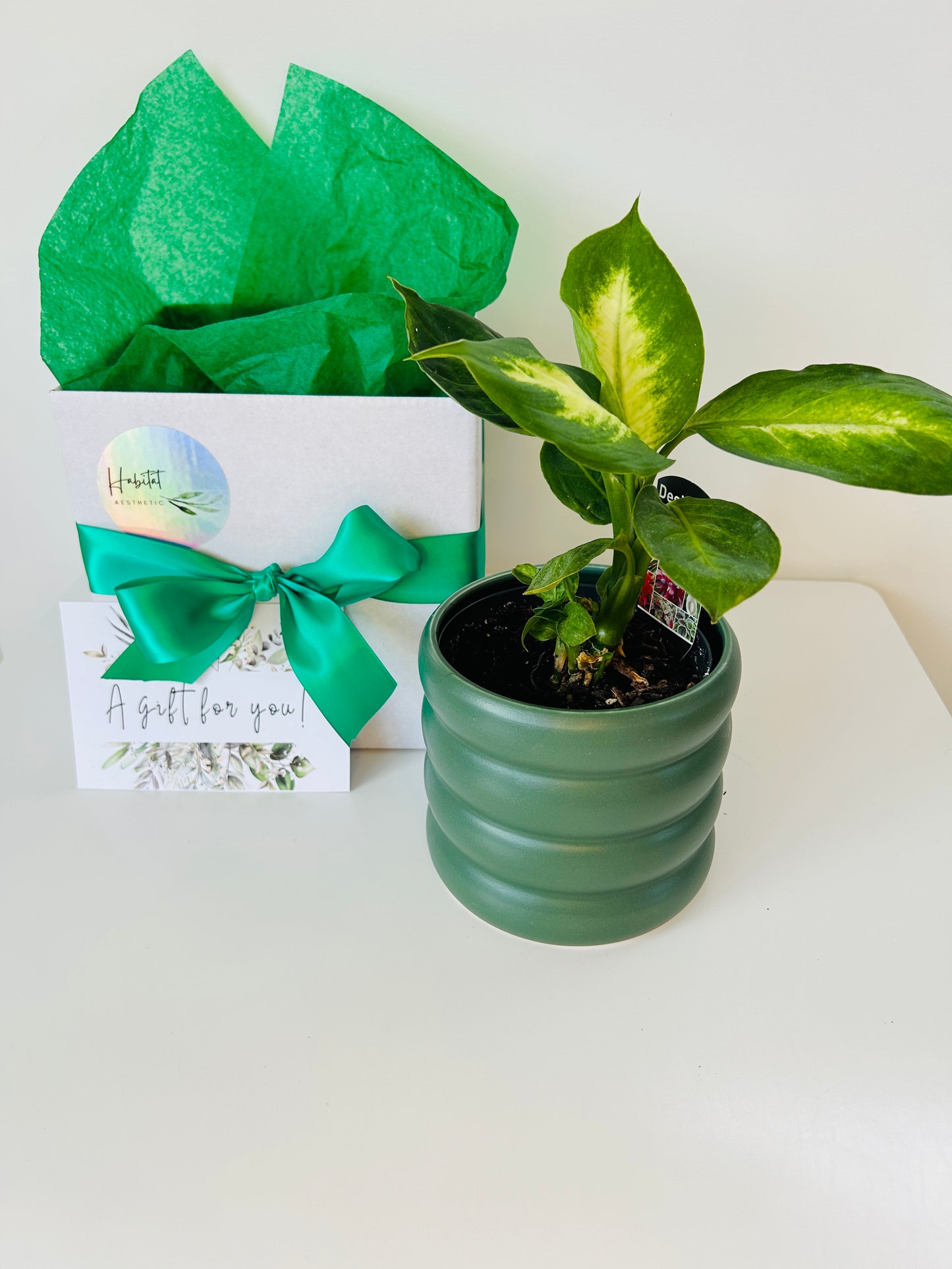 Plant Lovers Gift Box Dieffenbachia Tropic Marianne Plant and Green Coil Ceramic Pot