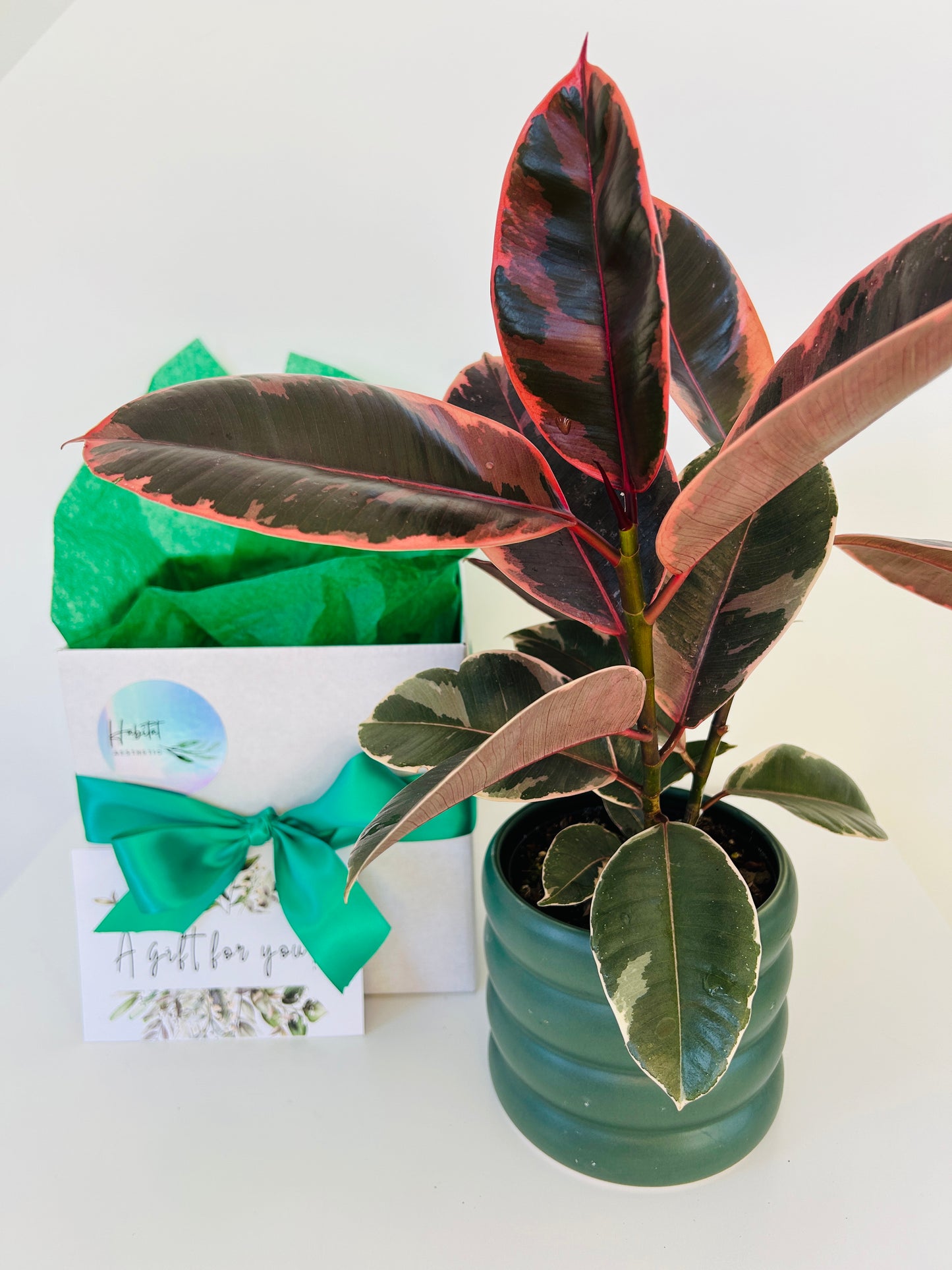 Plant Lovers Gift Box Ficus Elastica Ruby Plant and Green Coil Ceramic Pot