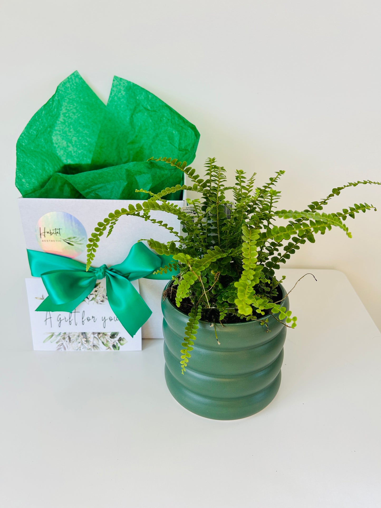 Plant Lovers Gift Box Lemon Button Fern Plant and Green Coil Ceramic Pot