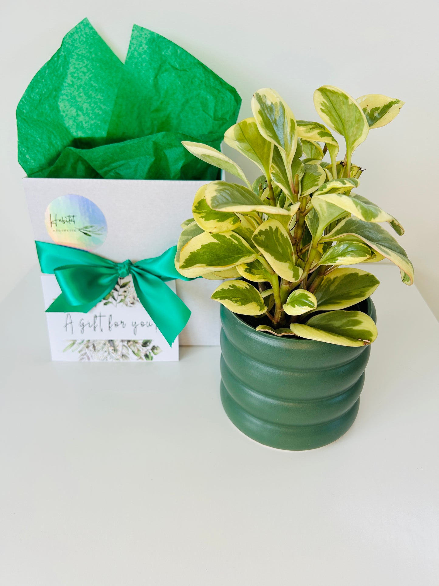 Plant Lovers Gift Box Peperomia Obtipan Bicolour Plant and Green Coil Ceramic Pot