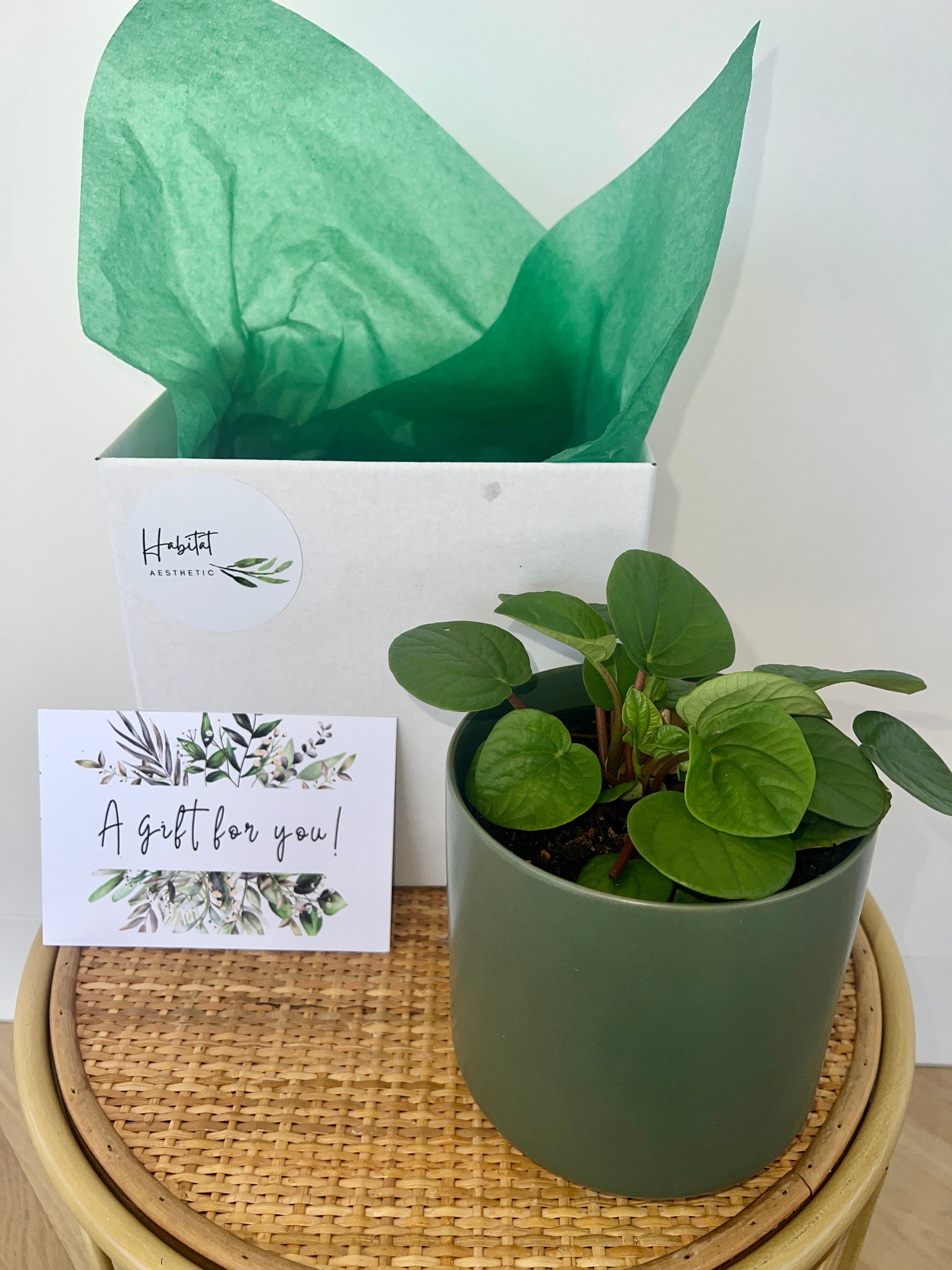 Plant Lovers Gift Box Indoor Plant 12cm and Green Ceramic Pot