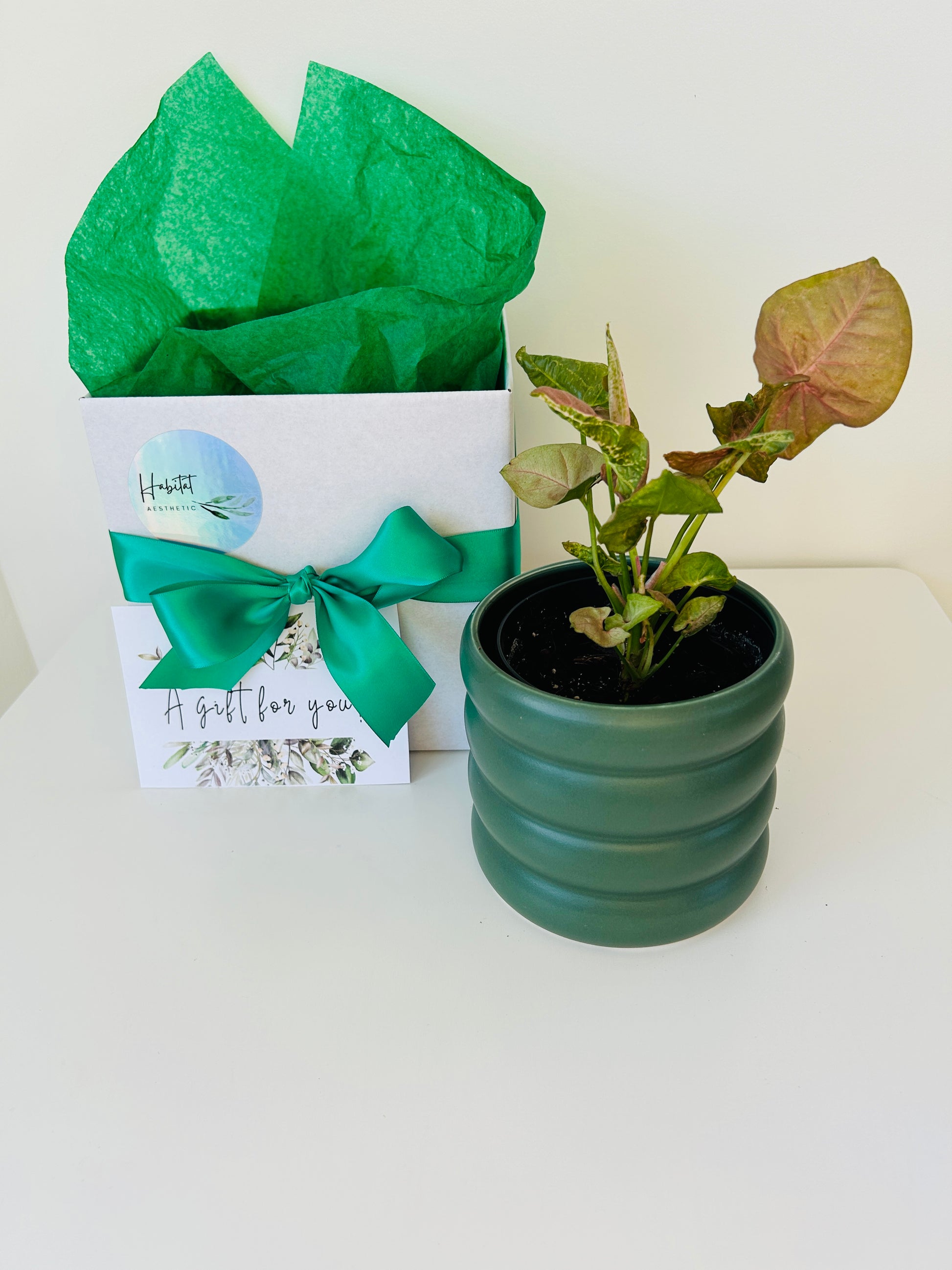 Plant Lovers Gift Box Pink Syngonium Neon Plant and Green Coil Ceramic Pot