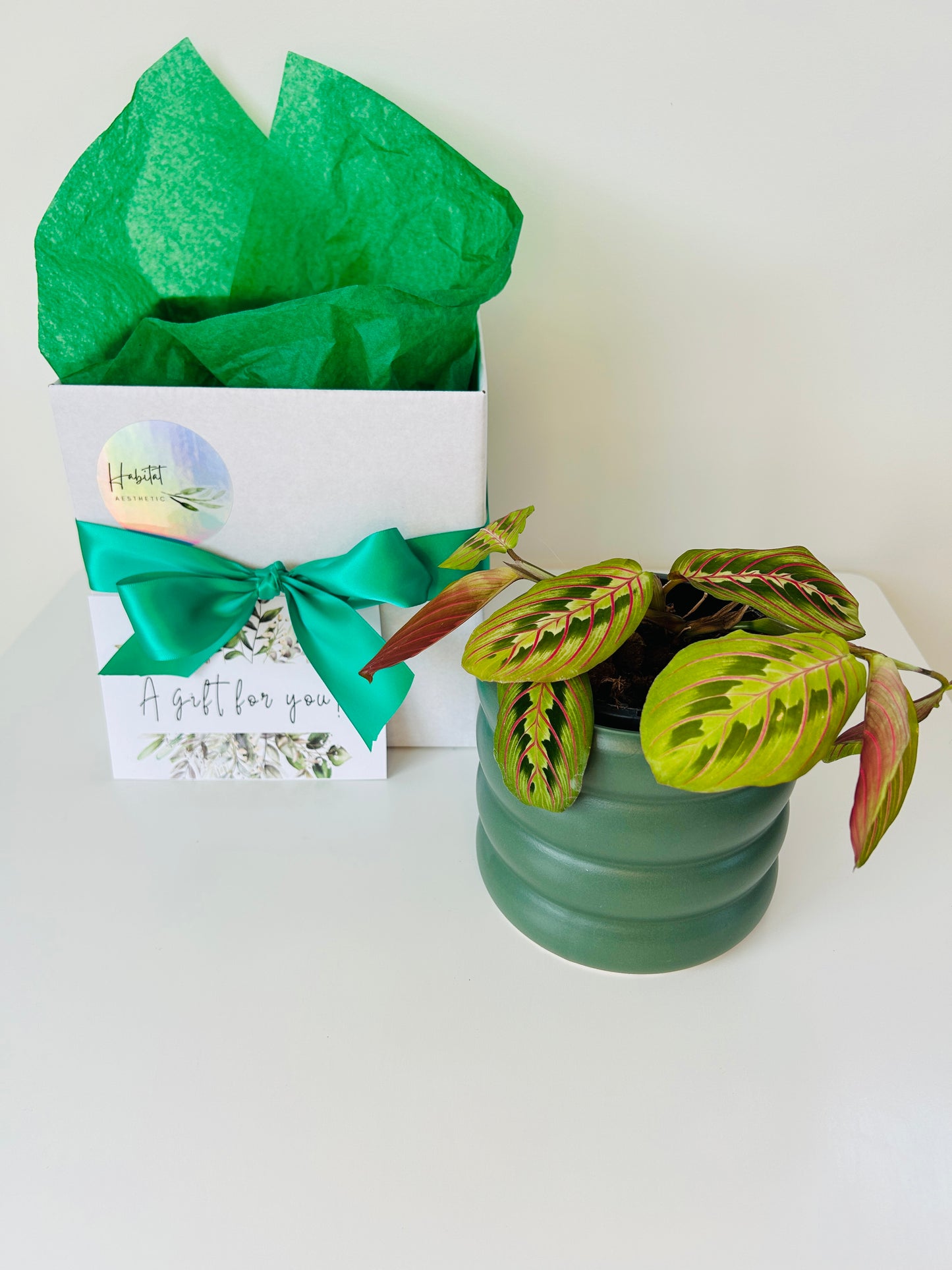 Plant Lovers Gift Box Prayer Plant and Green Coil Ceramic Pot