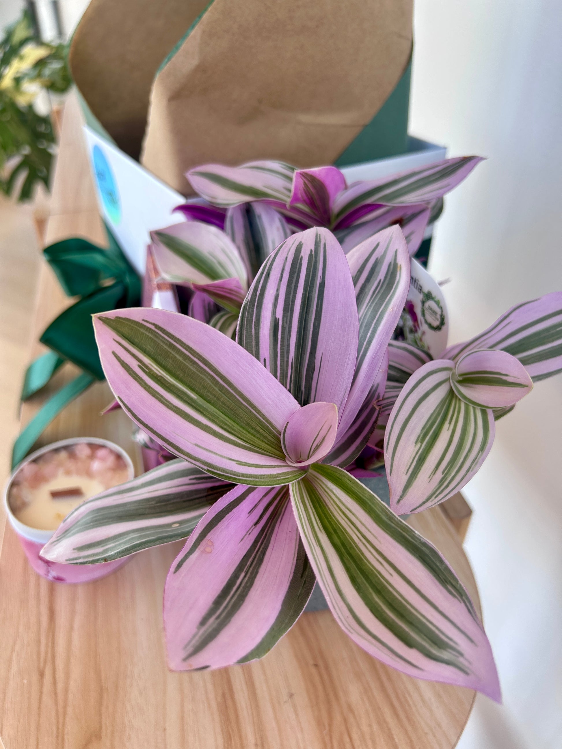 Plant Gift for Her Gift Box Australia Chocolates and Soy Gem Crystal Cadle Rose Quartz Japanese Honeysuckle  Tradescantia Nanouk