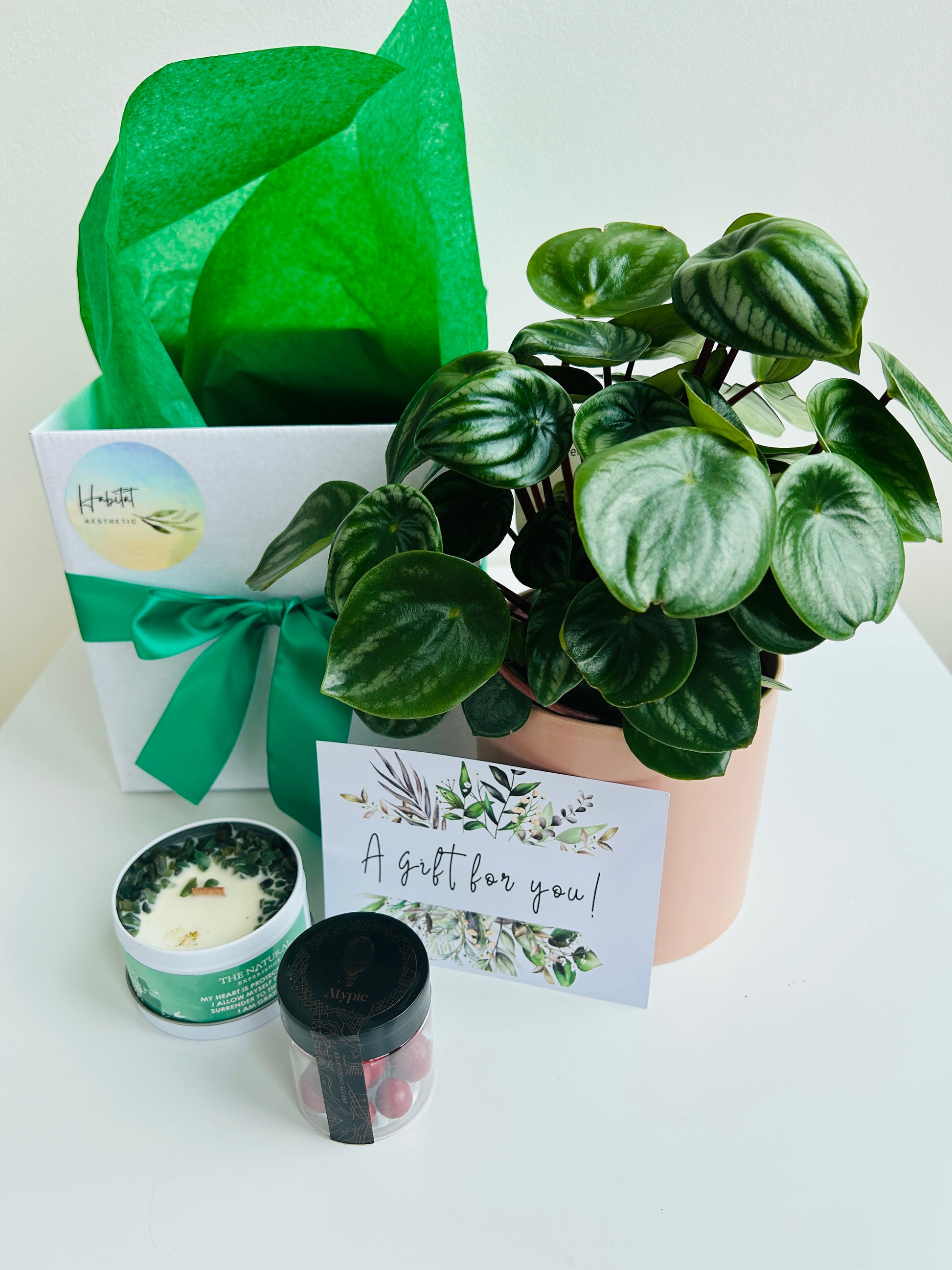 Plant & Pamper Gift Box Watermelon Peperomia