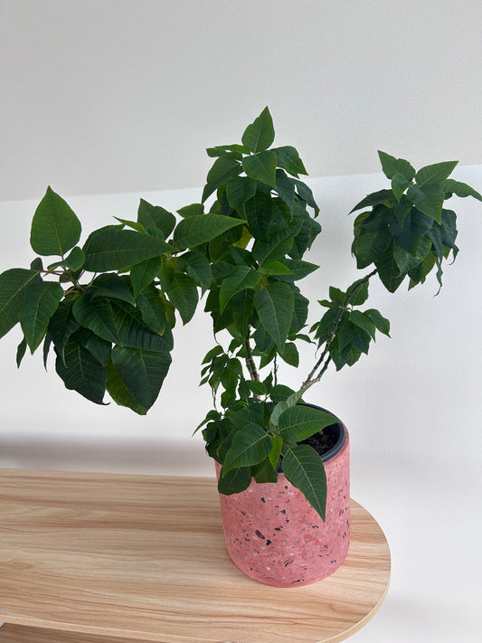Poinsettia Tree (Euphorbia pulcherrima) 15cm