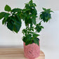 Poinsettia Tree Indoor Plant (Euphorbia pulcherrima) 15cm