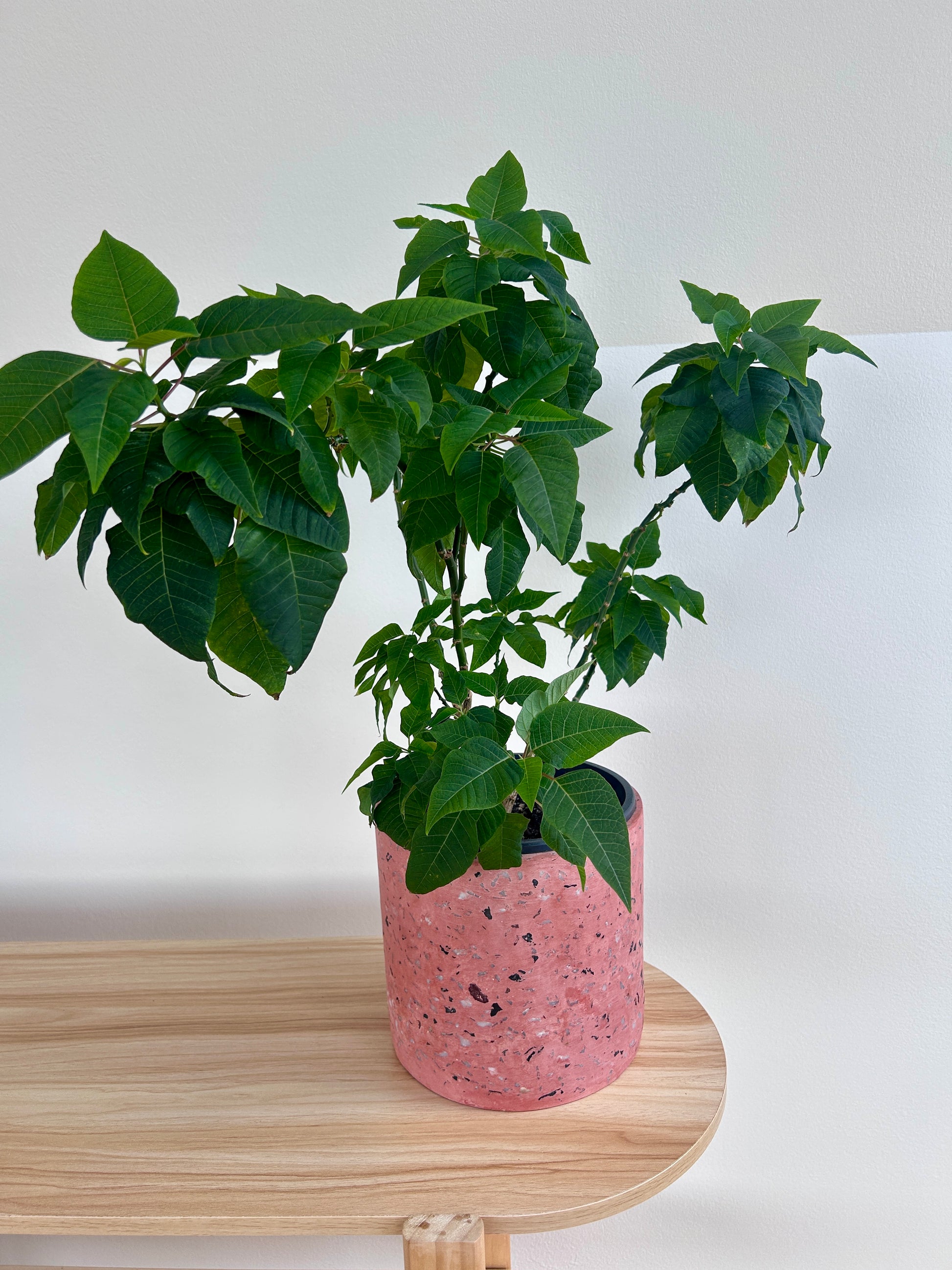 Poinsettia Tree Indoor Plant (Euphorbia pulcherrima) 15cm