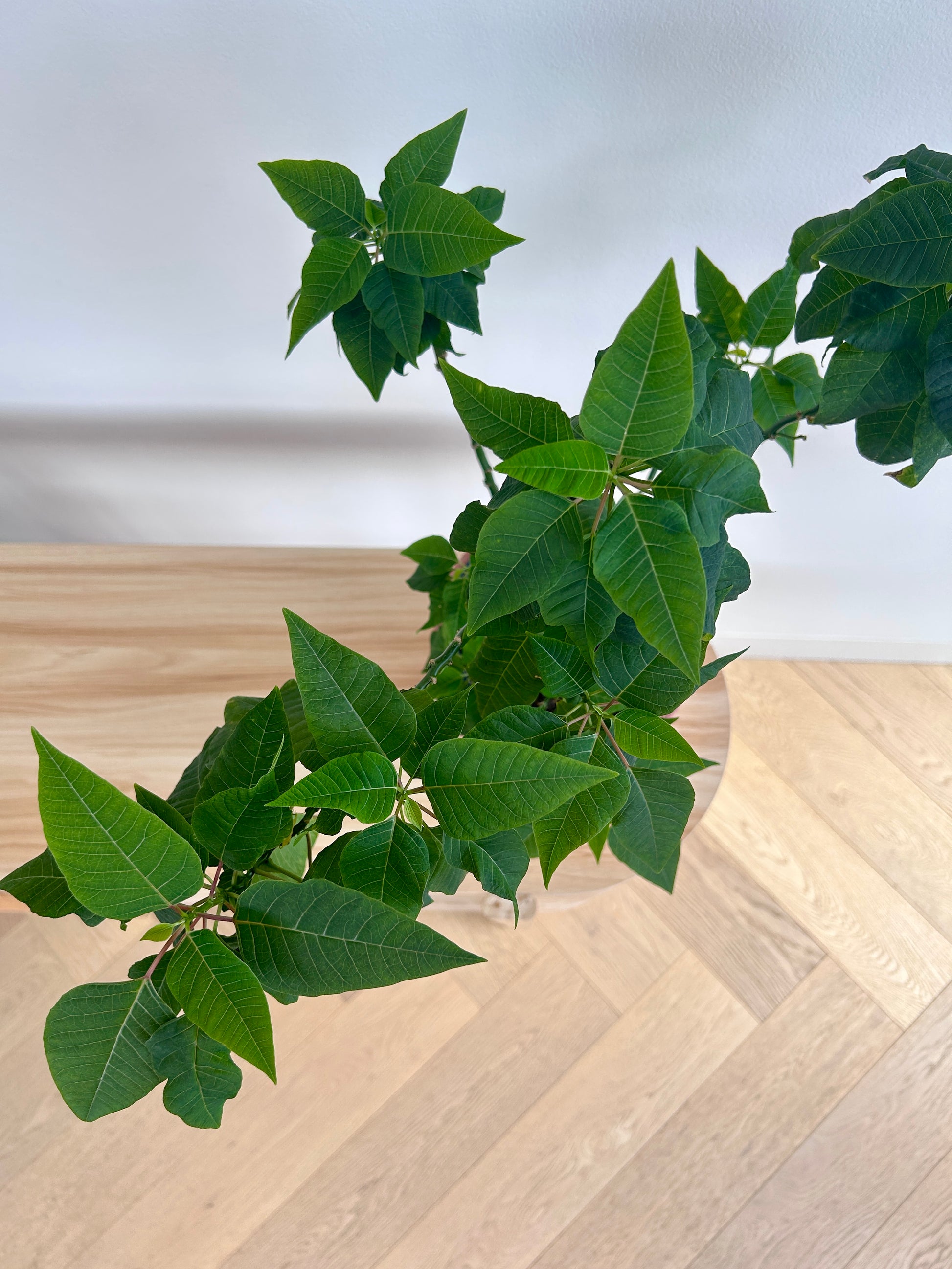 Poinsettia Tree Indoor Plant (Euphorbia pulcherrima) 15cm Leaves