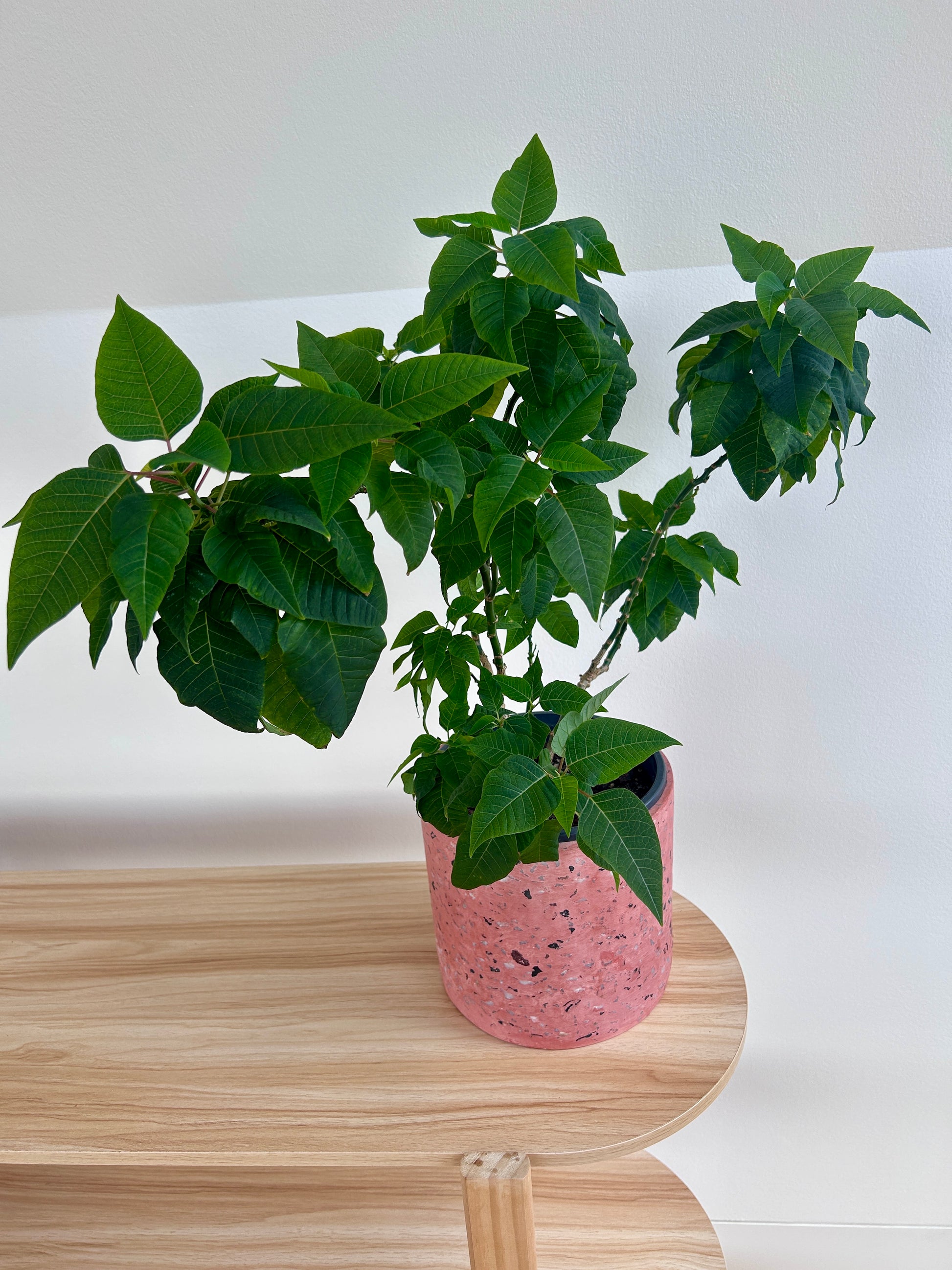 Poinsettia_Tree_Indoor_Plant_Euphorbia_pulcherrima_15cm in Blush Pink Terazzo Pot