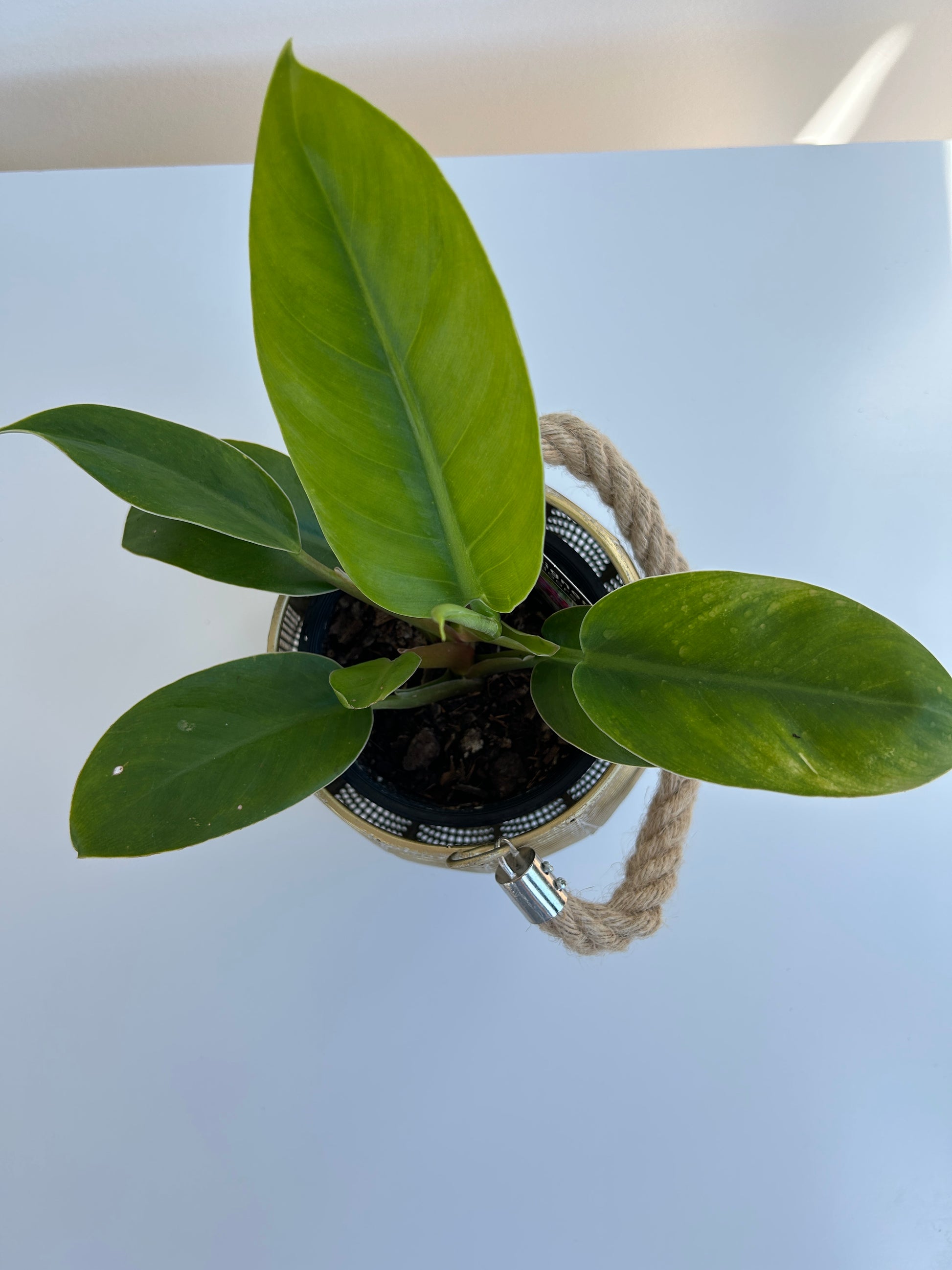 Rojo Congo Philodendron Congo 12cm indoor plant 