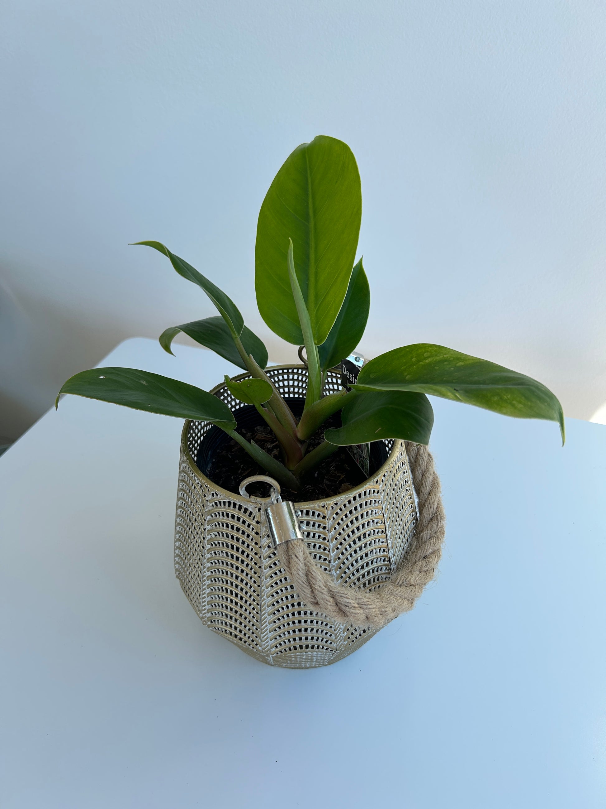 Rojo Congo Philodendron Congo 12cm indoor plant 
