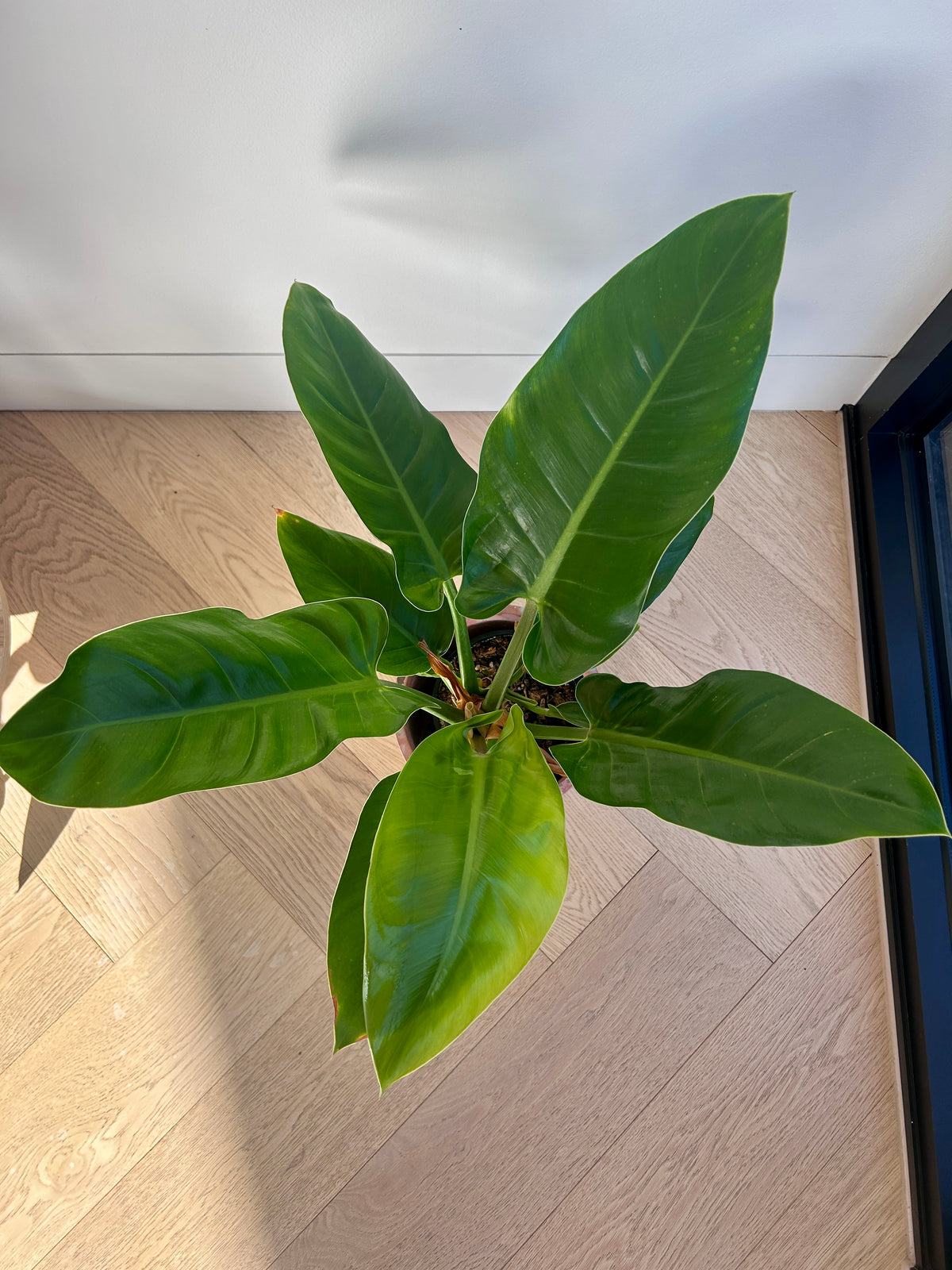 Rojo Congo Philodendron Congo 14cm indoor plant 
