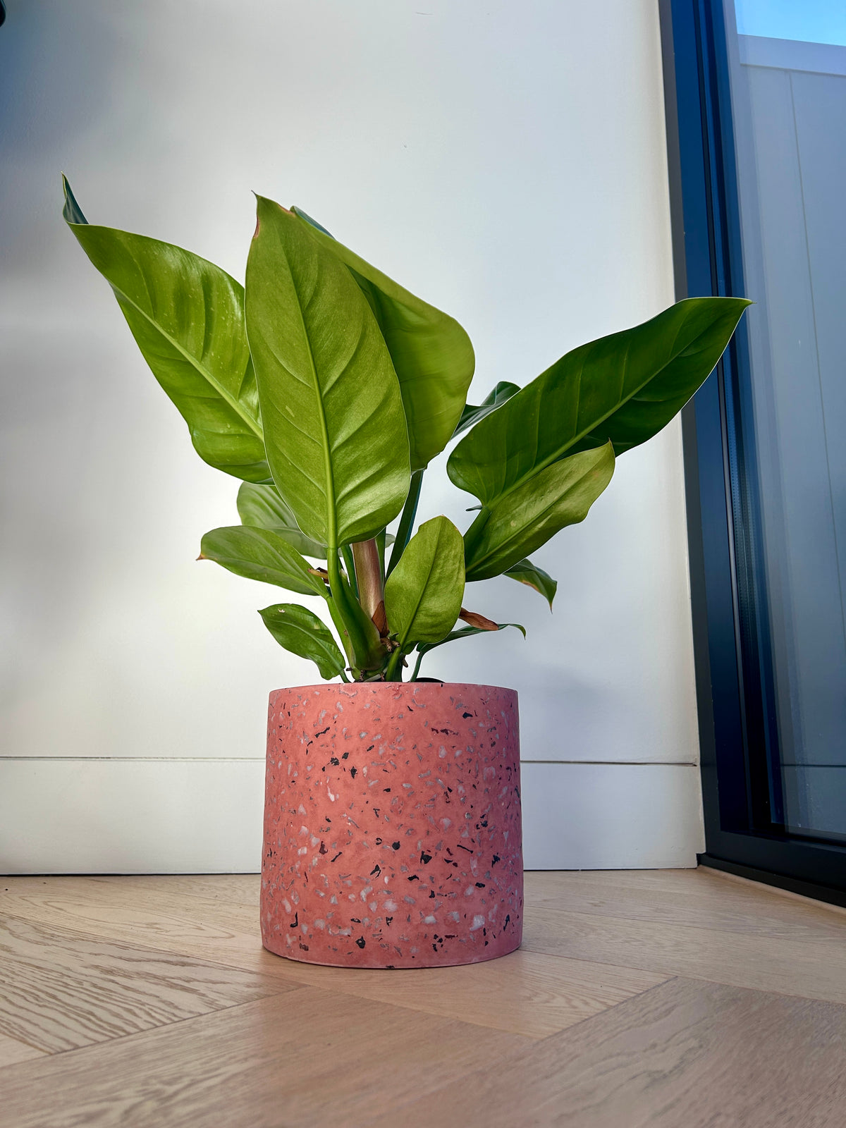 Rojo Congo Philodendron Congo 14cm indoor plant in Pink Terrazzo Pot