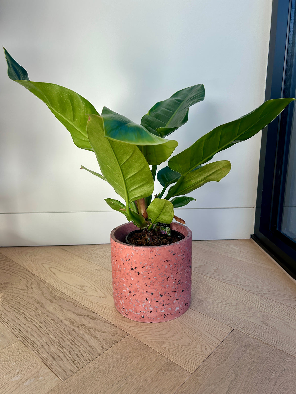 Rojo Congo Philodendron Congo 14cm indoor plant in Pink Terrazzo Pot 17cm