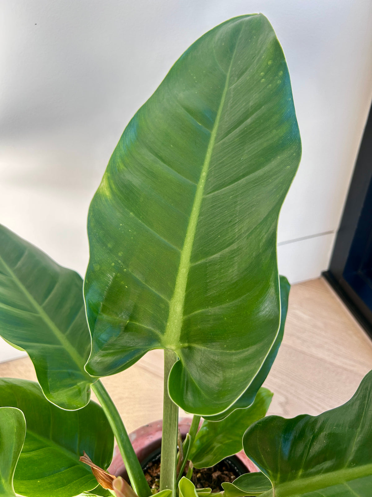 Rojo Congo Philodendron Congo 14cm indoor plant in Pink Terrazzo Pot 17cm Indoor Plant