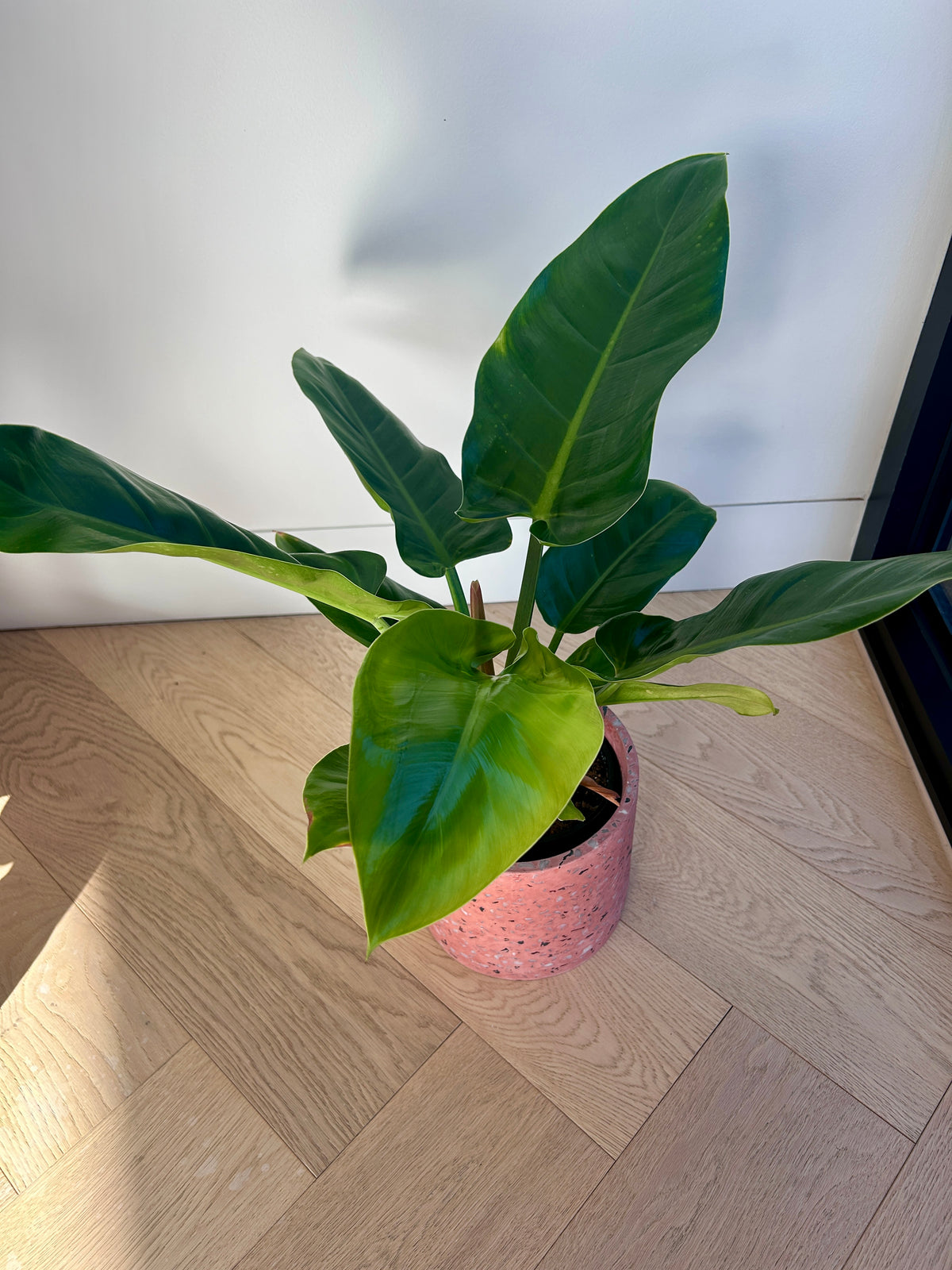 Rojo Congo Philodendron Congo 14cm indoor plant in Pink Terrazzo Pot 17cm Indoor Plant Decor