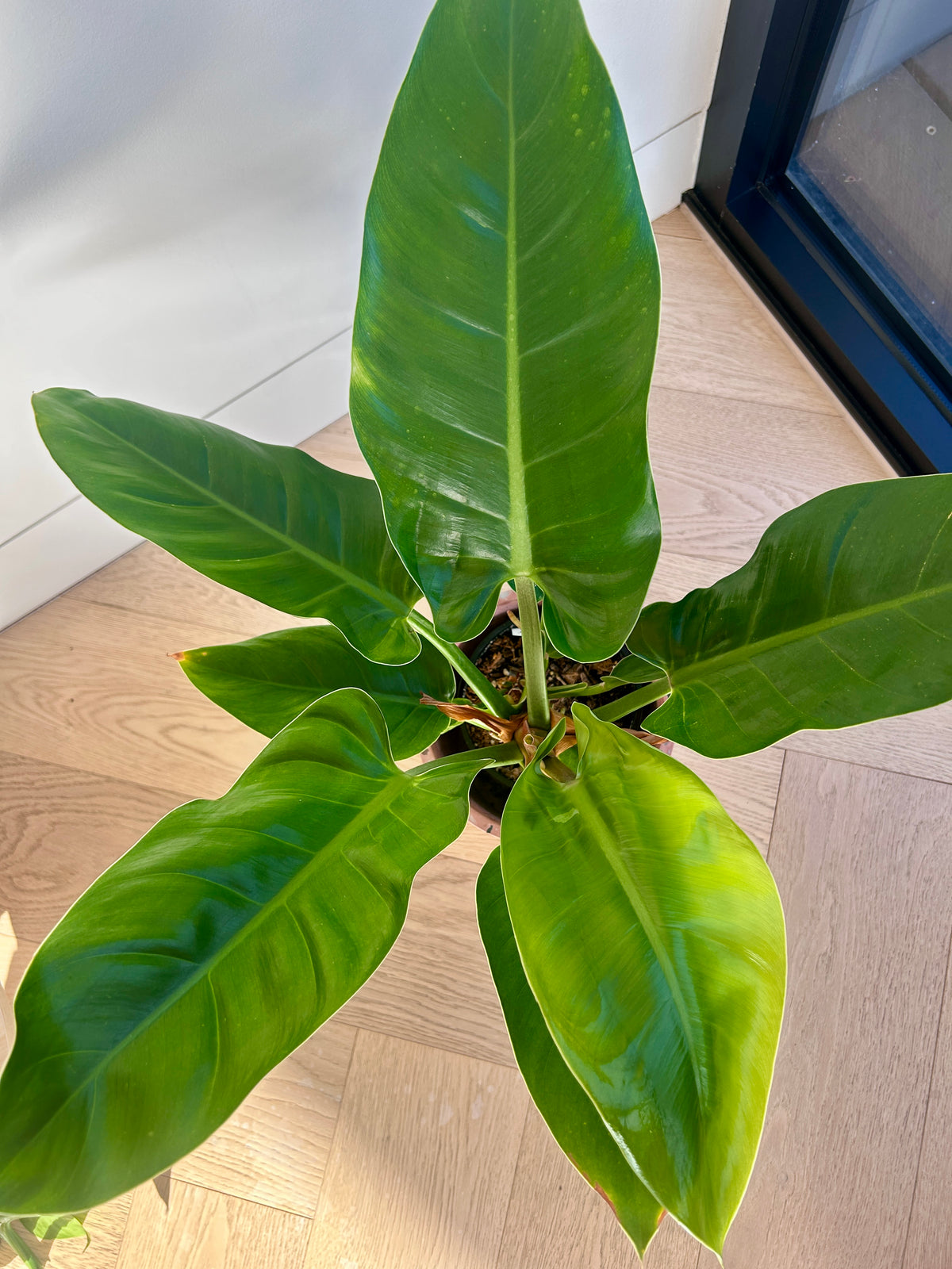Rojo Congo Philodendron Congo 14cm indoor plant in Pink Terrazzo Pot 17cm Indoor Plant Leaf