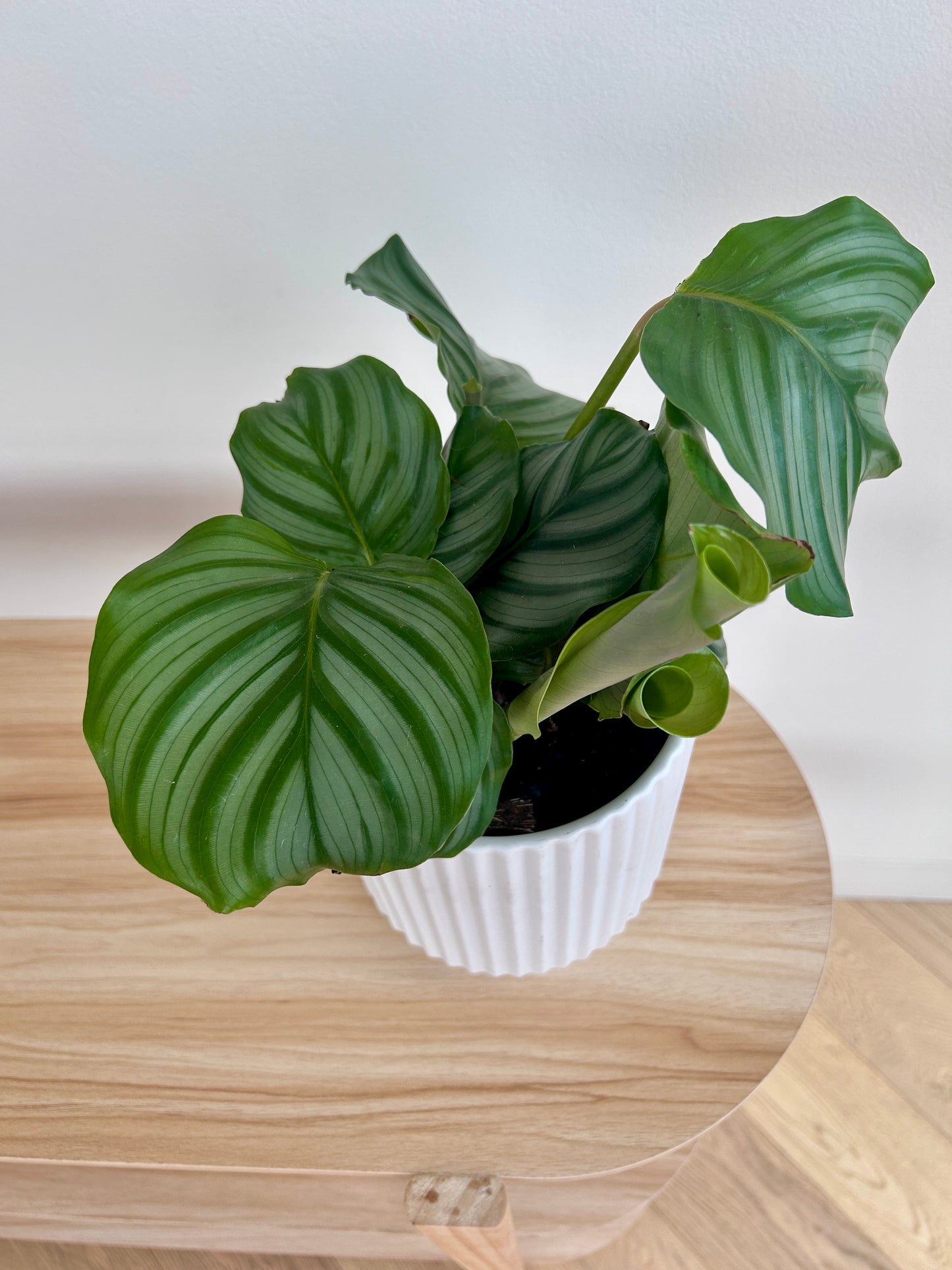 Round-Leaf Plant (Calathea Orbifolia) 14cm
