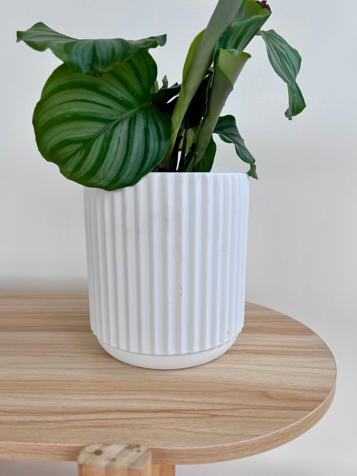 Round-Leaf Plant (Calathea Orbifolia) 14cm in White Ribbed Ceramic Pot 14cm