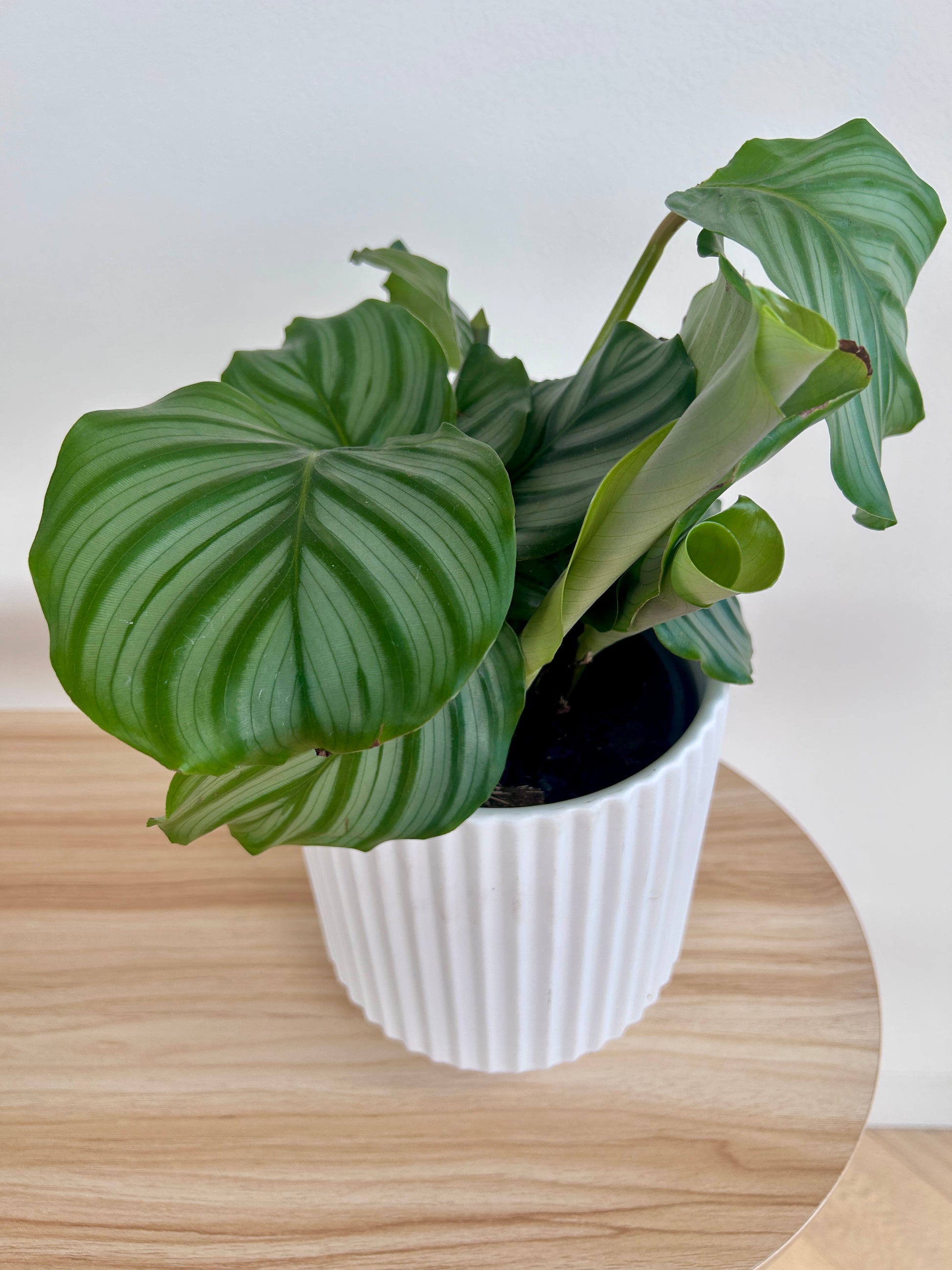 Round-Leaf Plant (Calathea Orbifolia) 14cm in White Ribbed Ceramic Pot 14cm Indoor Plant