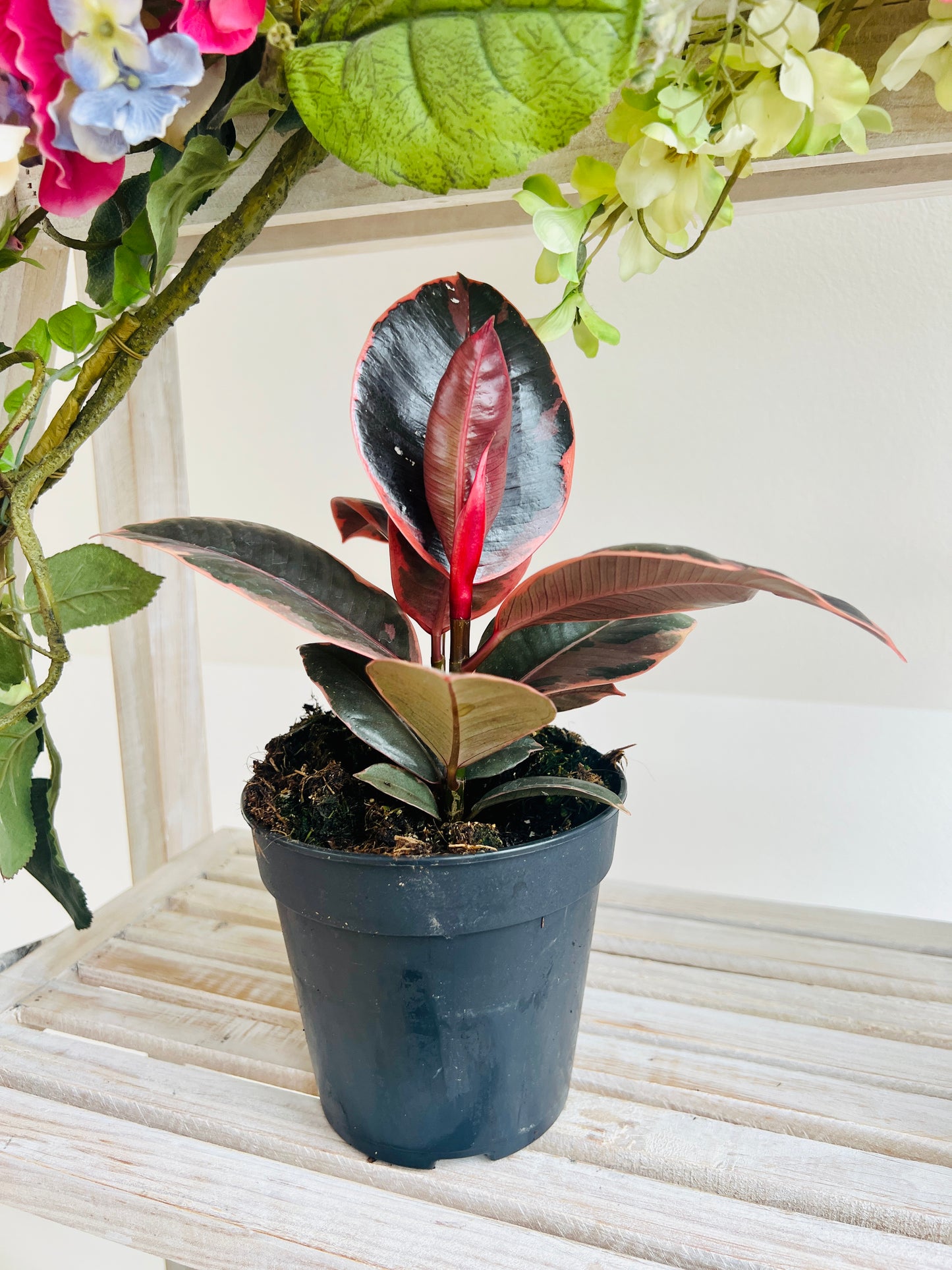 Ruby Rubber (Ficus Elastica Ruby) Plant 12cm