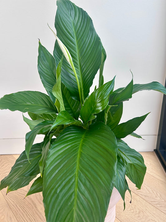 Sensation Peace Lily Plant (Spathiphyllum Sensation) 17cm Large Leaves