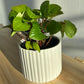 Snow White Ceramic Plant Pot 12cm