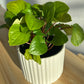 Snow White Ceramic Plant Pot 12cm with Peperomia Rana Verde