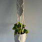 Snow White Ceramic Plant Pot 12cm with Peperomia Rana Verde and Diamond Macrame Plant Hanger