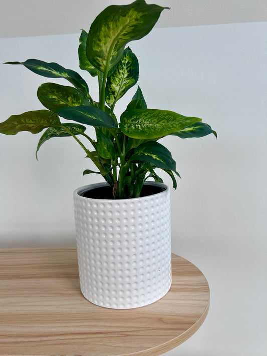 Snow White Dimpled Pot Boho Chic 14cm