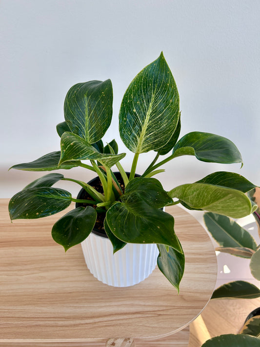 Snow White Ribbed Ceramic Plant Pot 14cm with philodendron birkin white wave plant 14cm Indoor plant