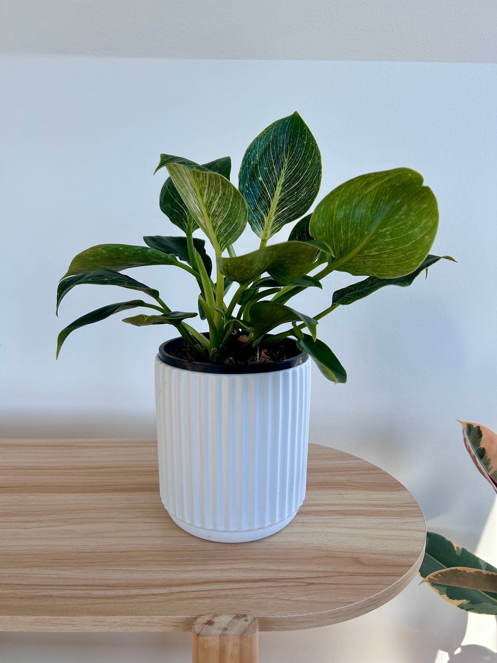 Snow White Ribbed Ceramic Plant Pot 14cm with philodendron birkin white wave plant 14cm Indoor plant boho chic decor