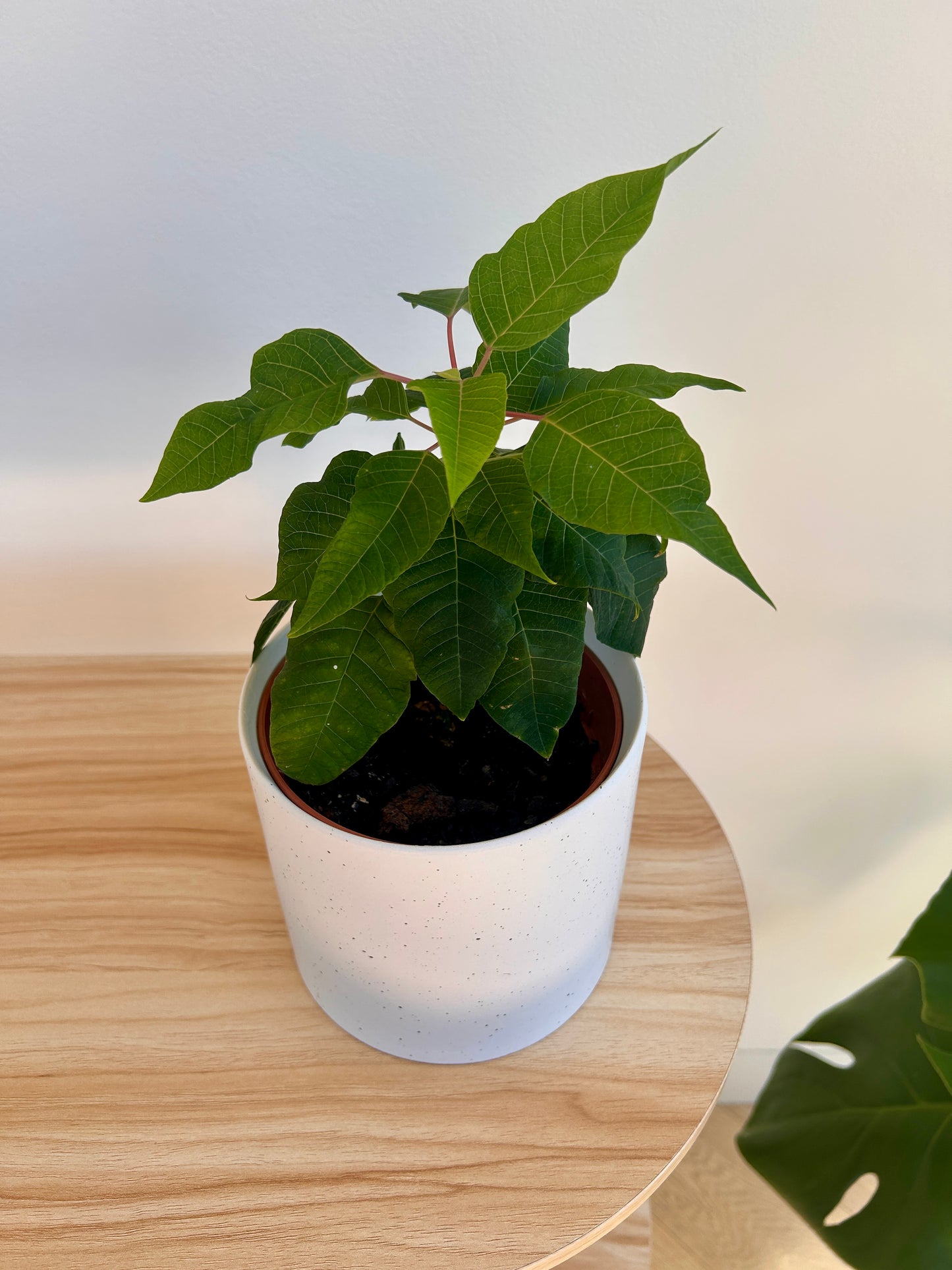Snow White Speckled Ceramic Decorative Pot 12cm with Poinsettia Plant