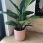 Blush Pink Large Ceramic Pot for Indoor Plant 24cm