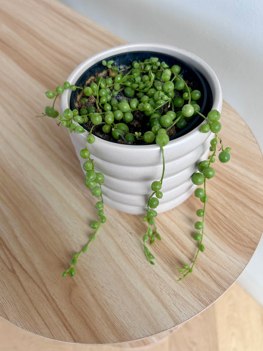 String of Pearls (Senecio Rowleyanus) 10cm