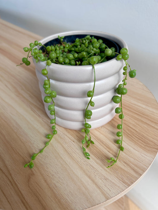 String of Pearls (Senecio Rowleyanus) 10cm in Beige Coil Ceramic Pot 10cm