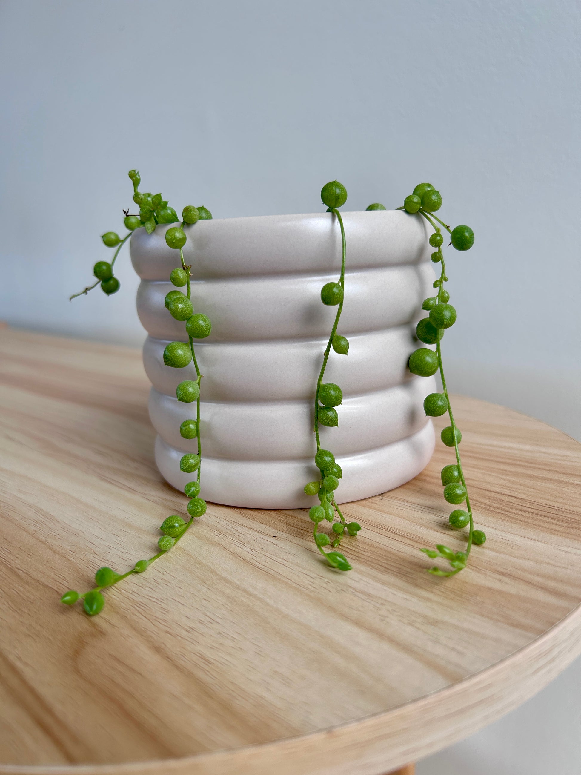 String of Pearls (Senecio Rowleyanus) 10cm in Beige Coil Ceramic Pot 10cm trailing plant