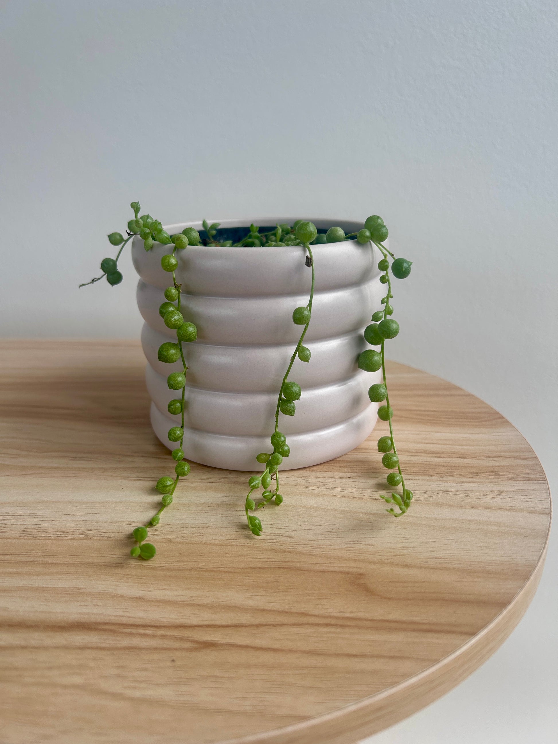 String of Pearls (Senecio Rowleyanus) 10cm in Beige Coil Ceramic Pot 10cm trailing plant Boho Chic