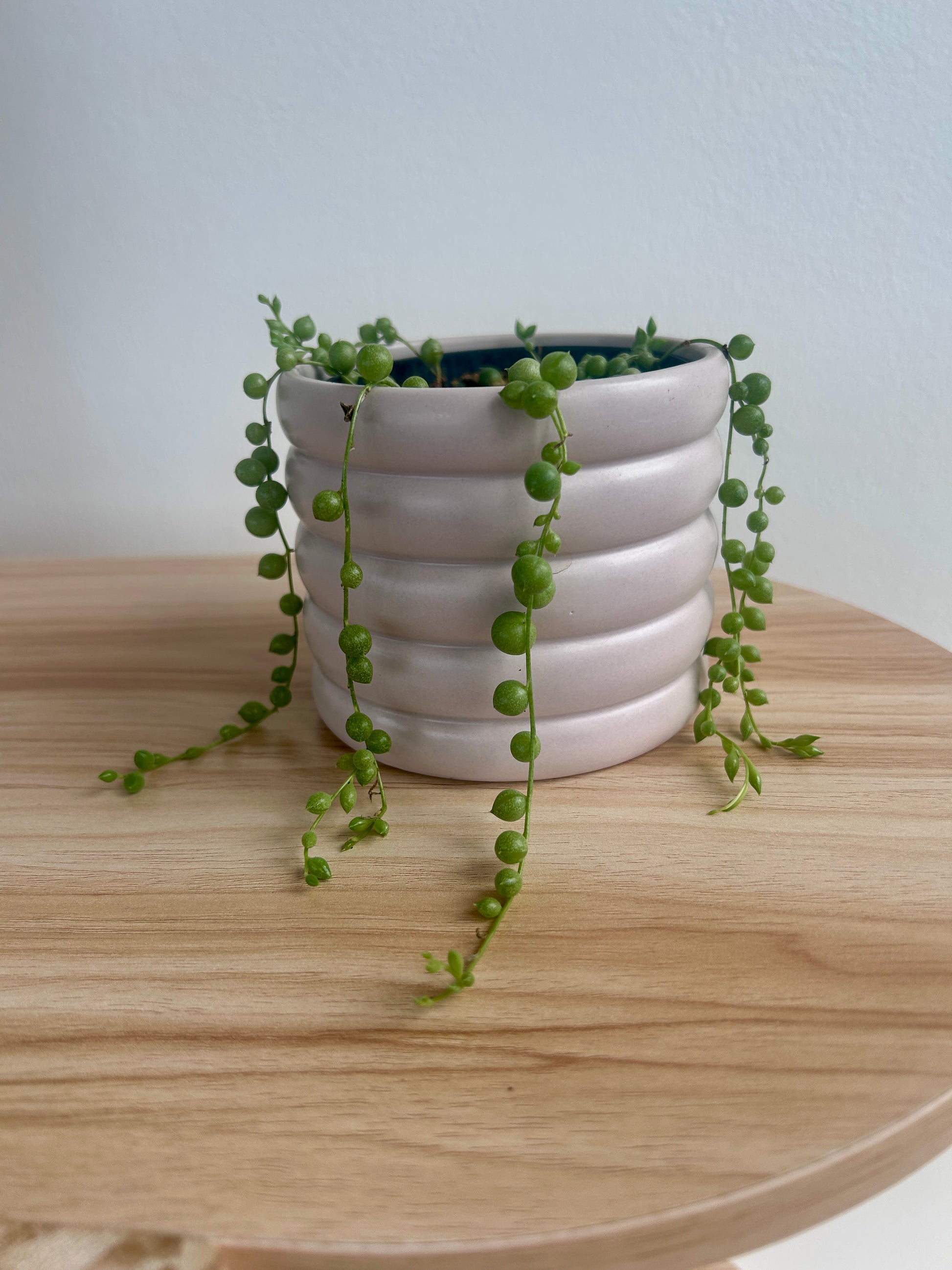 String of Pearls (Senecio Rowleyanus) 10cm in Beige Coil Ceramic Pot 10cm trailing plant Boho Chic Decor