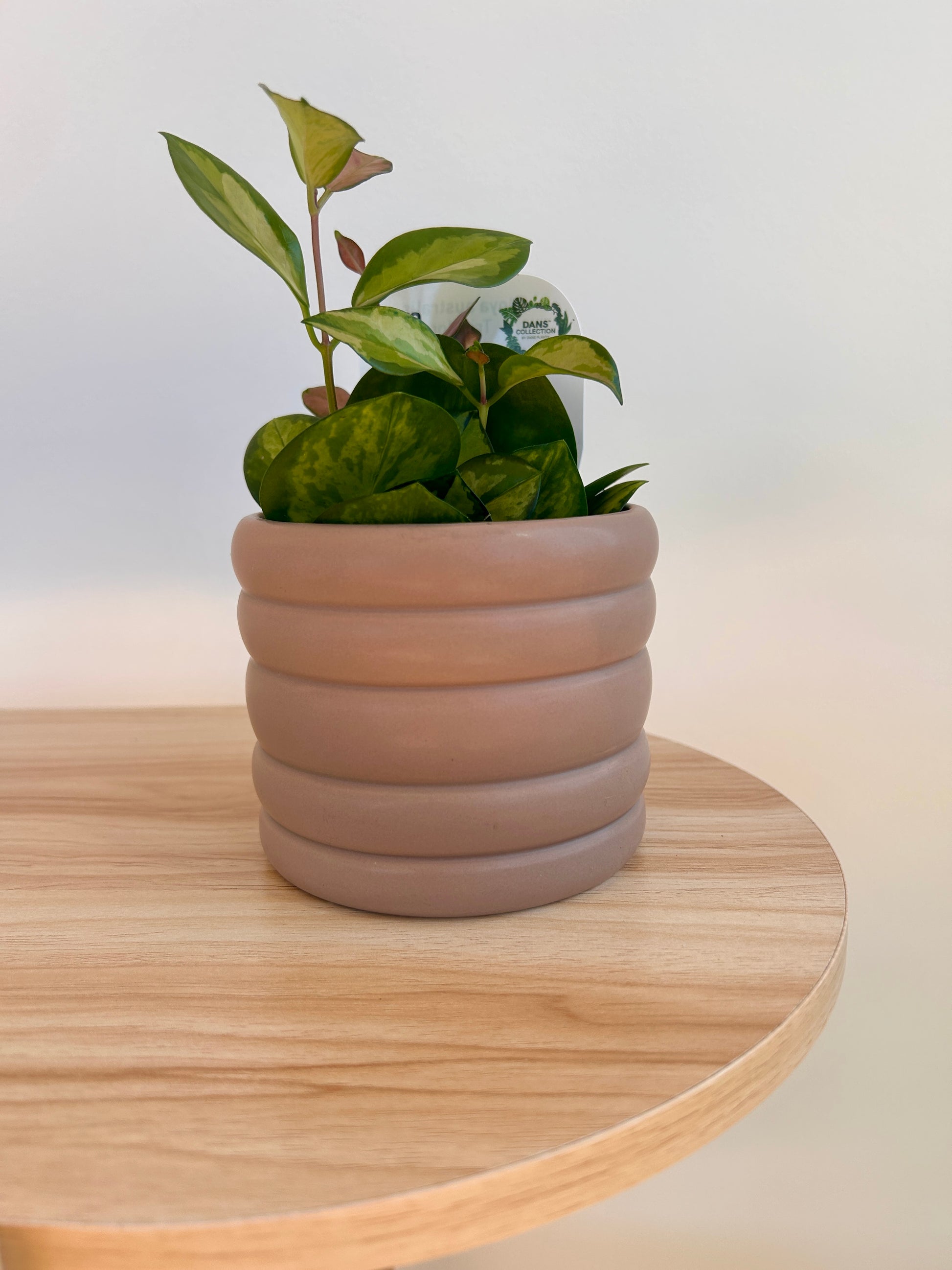 Taupe Coil Pot with Hoya Plant Variegata 10cm