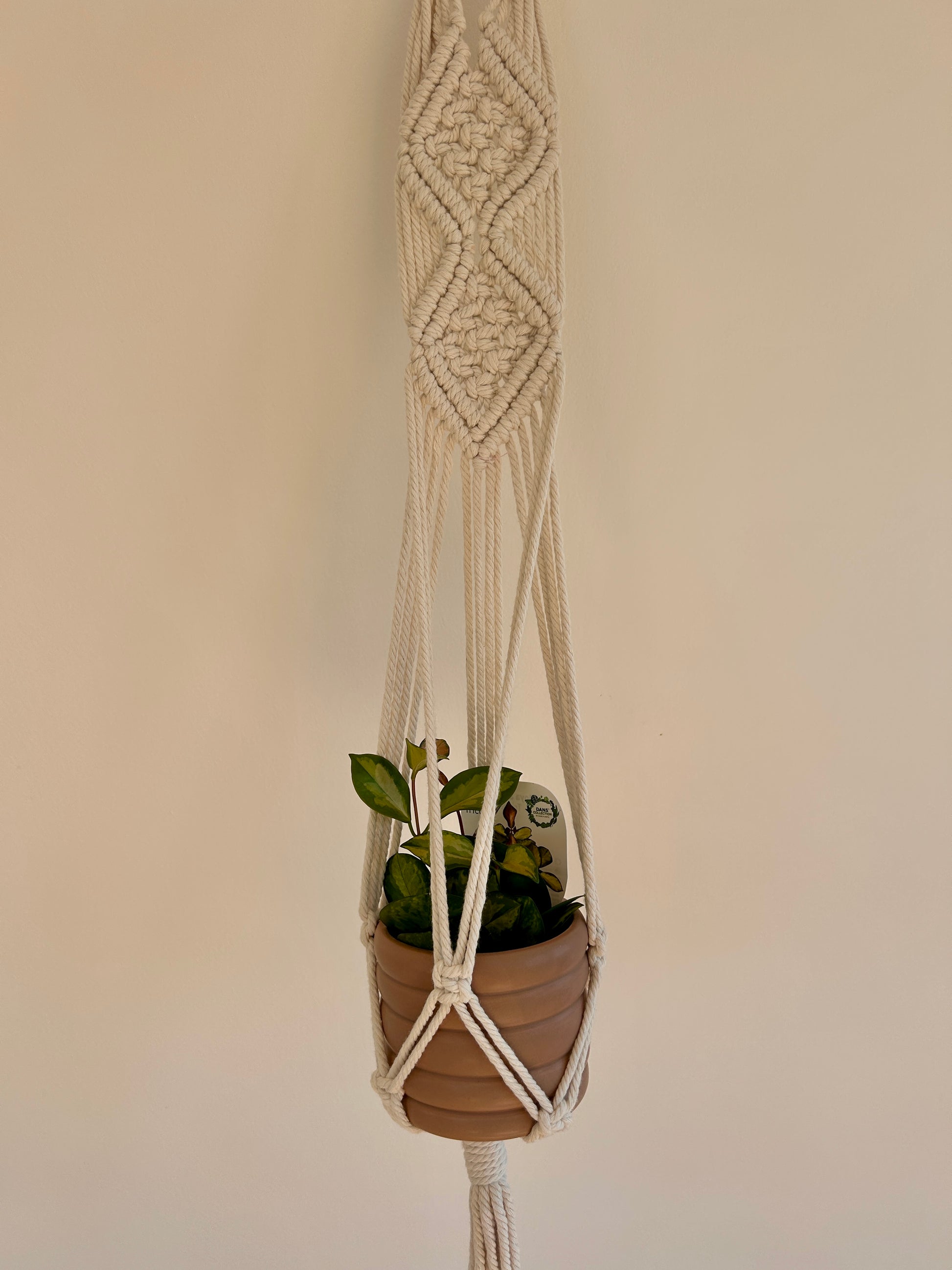 Taupe Coil Pot with Hoya Plant Variegata 10cm in Diamond Macrame Plant Hanger