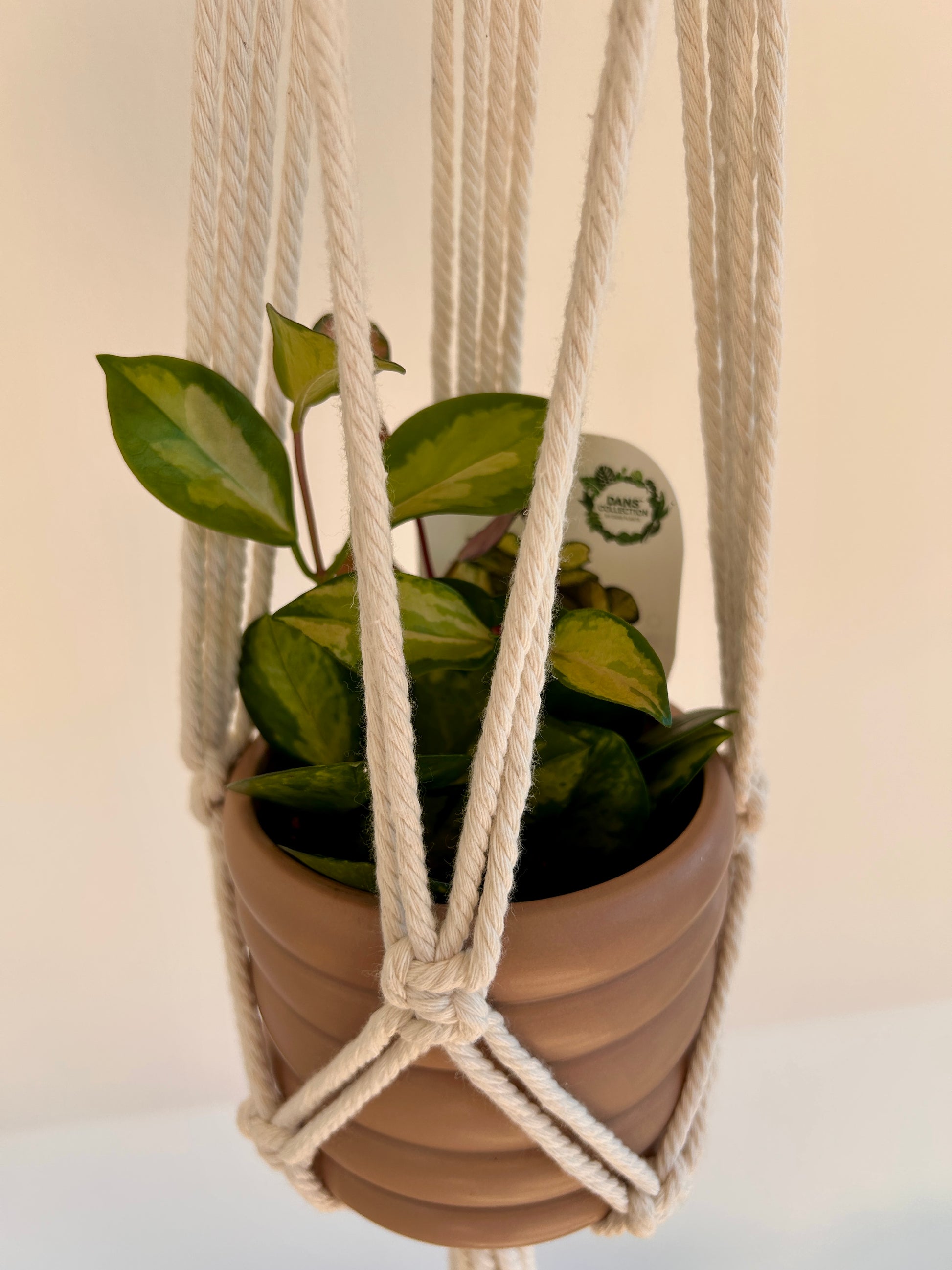 Taupe Coil Pot with Hoya Plant Variegata 10cm in Diamond Macrame Plant Hanger Haning Plant