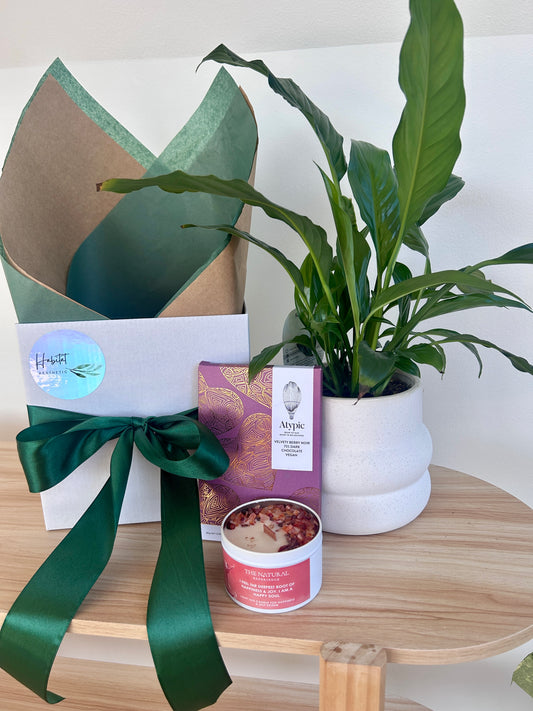 Thinking of You Gift - Peace Lily