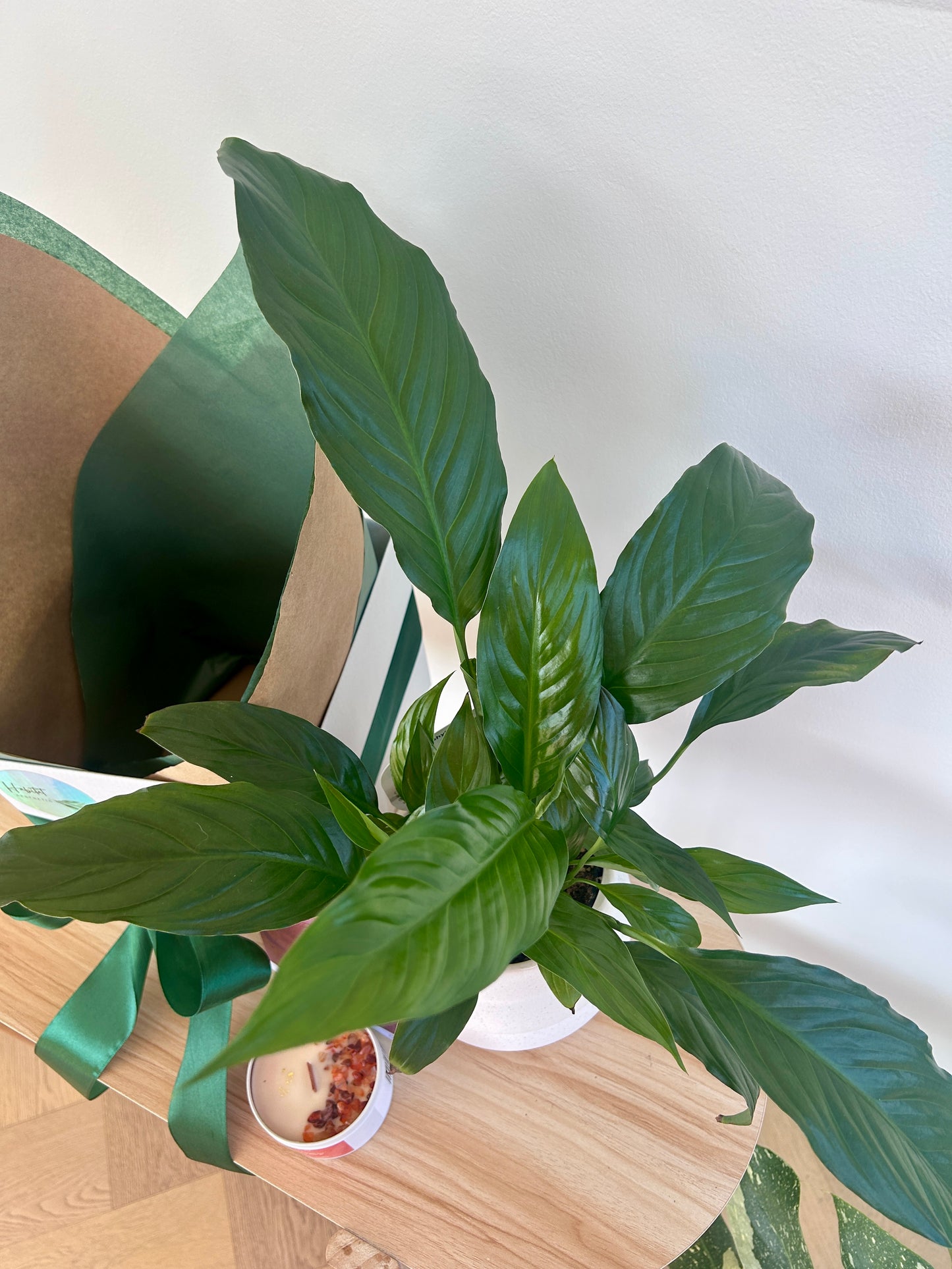 Thinking of You Gift - Peace Lily Spathiphyllum Wallisii 12cm
