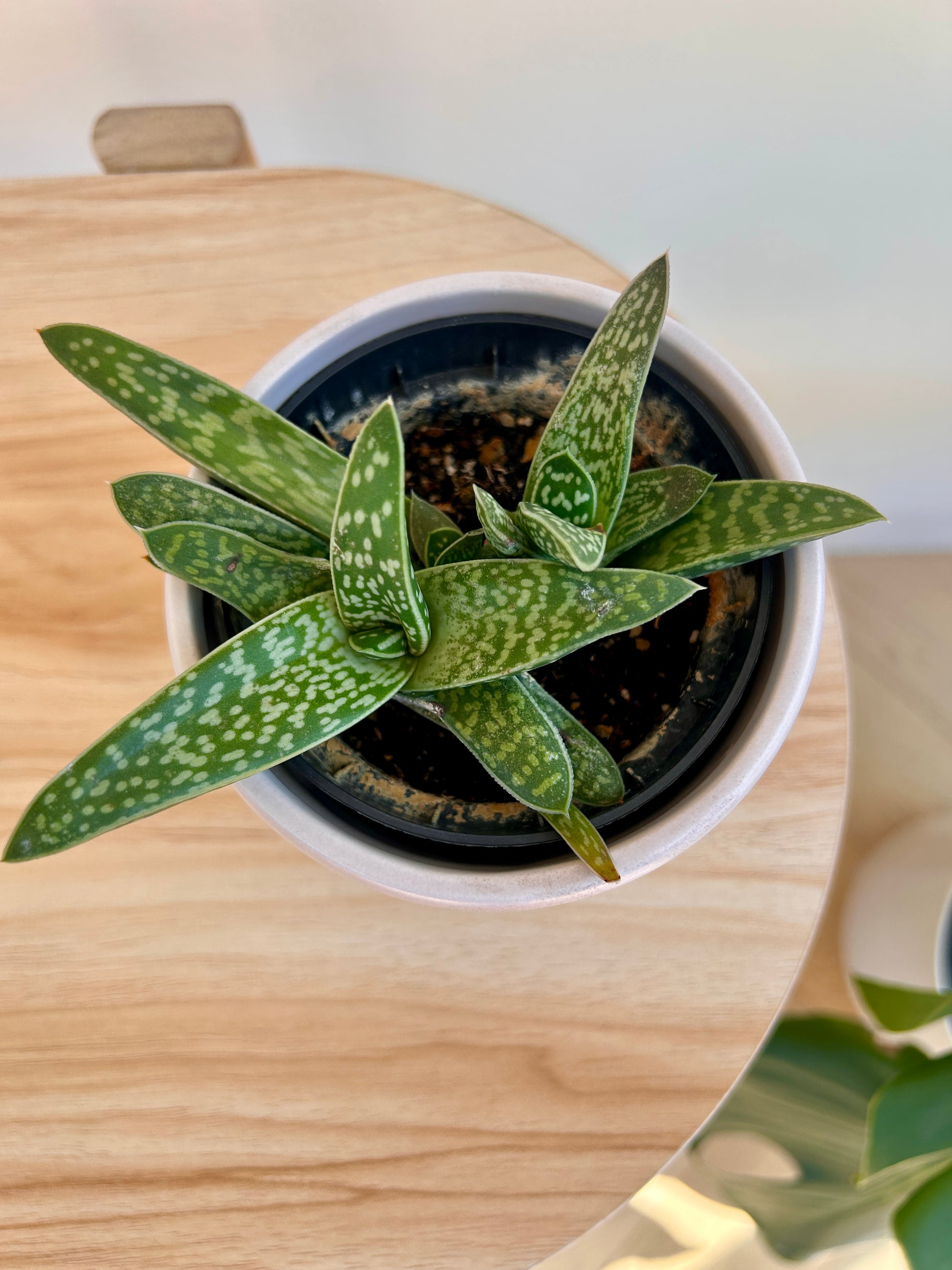 Tiger Aloe (Gonialoe variegata) 10cm