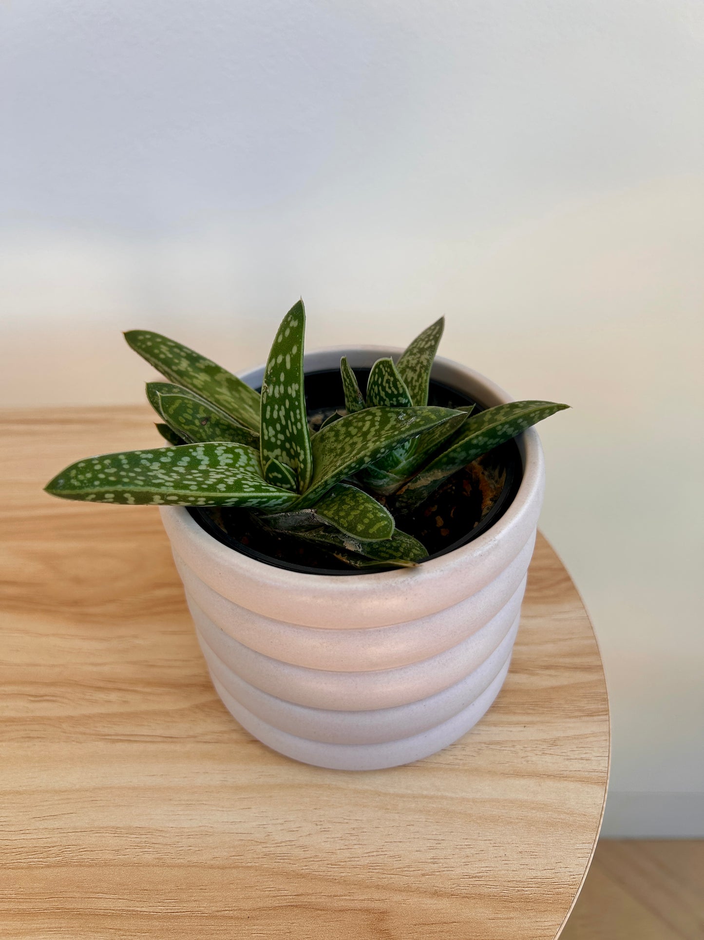 Tiger Aloe (Gonialoe variegata) 10cm in beige coil pot