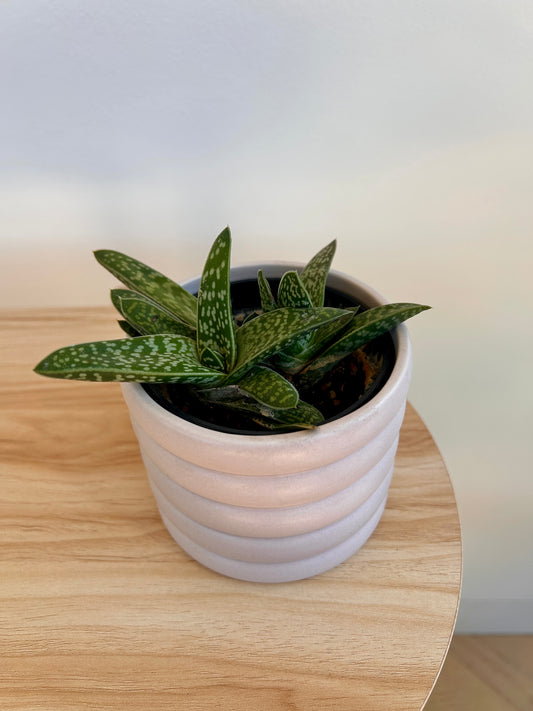 Tiger Aloe (Gonialoe variegata) 10cm in beige coil pot