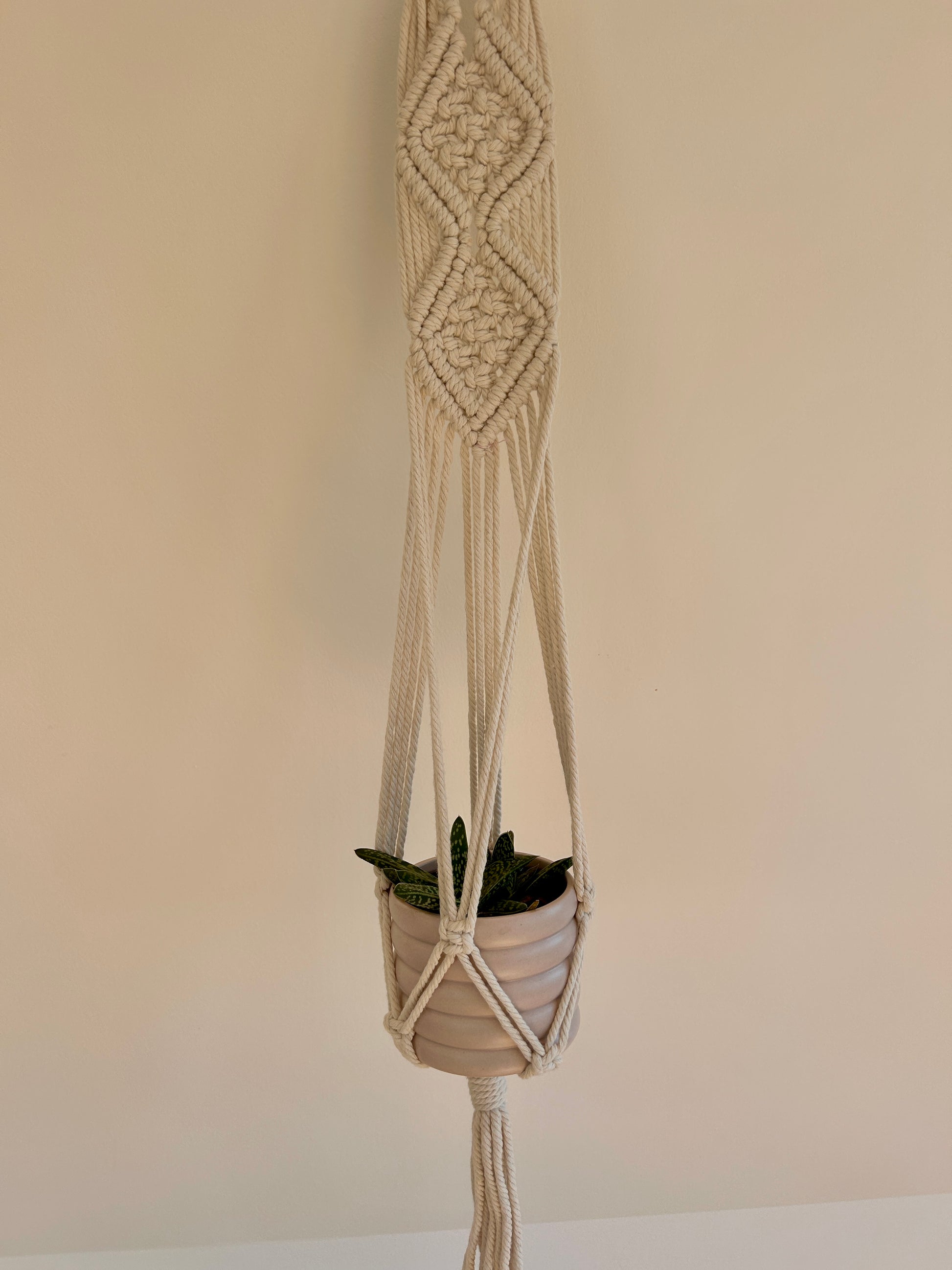 Tiger Aloe (Gonialoe variegata) 10cm in beige coil pot and diamond macrame plant hanger